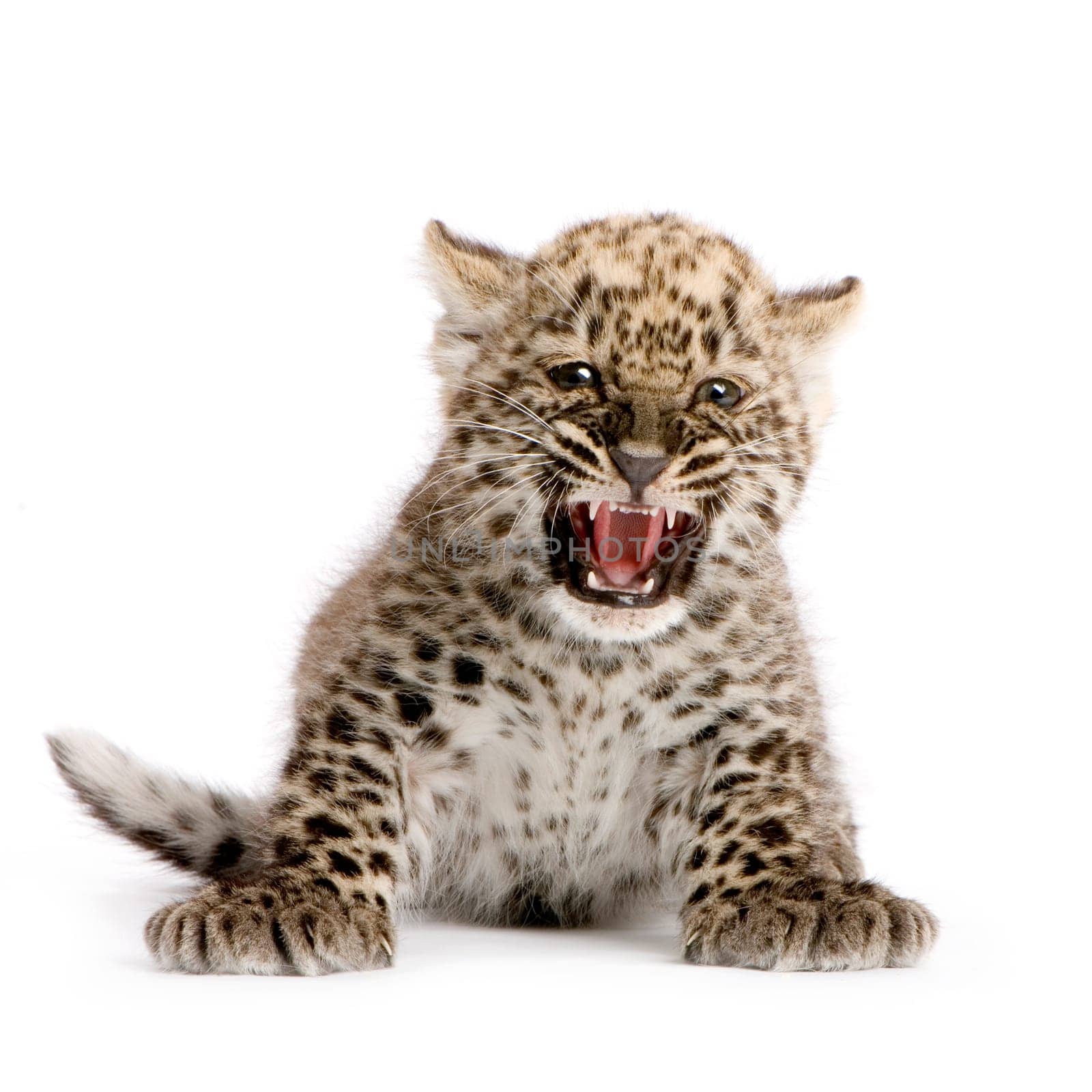 leopard Cub (2 months) in front of a white background.