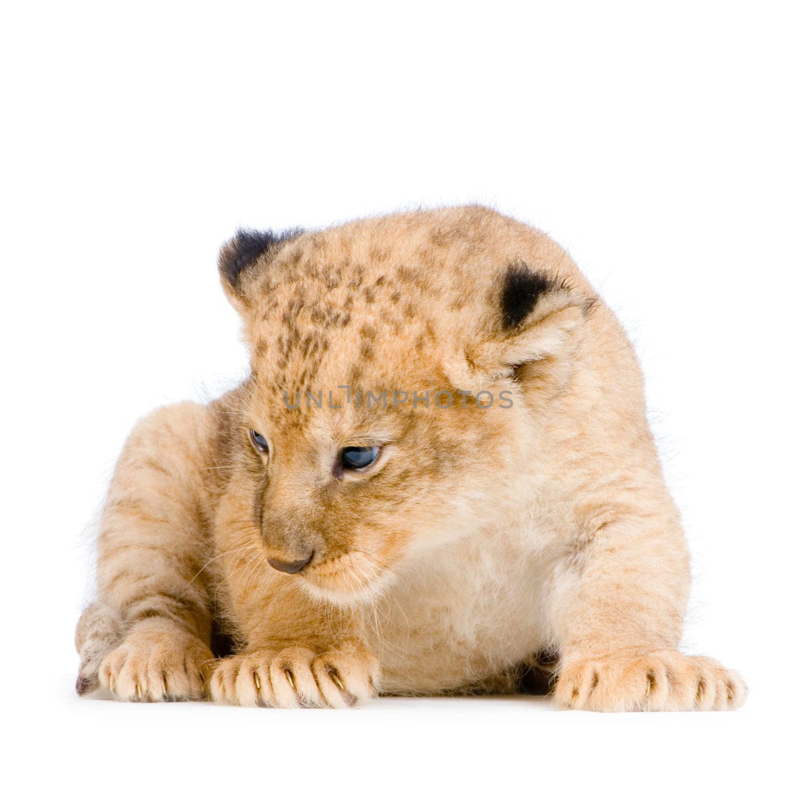Lion Cub  (3 weeks) lying down in front of a white background. All my pictures are taken in a photo studio.