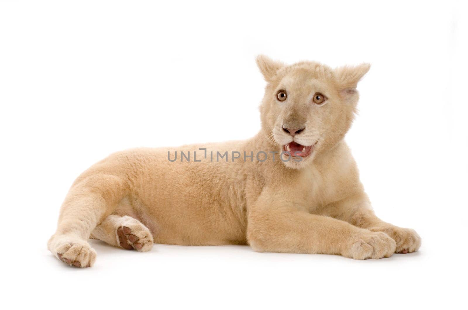 studio shot of a white Lion Cub  (5 months) in front of a white background.