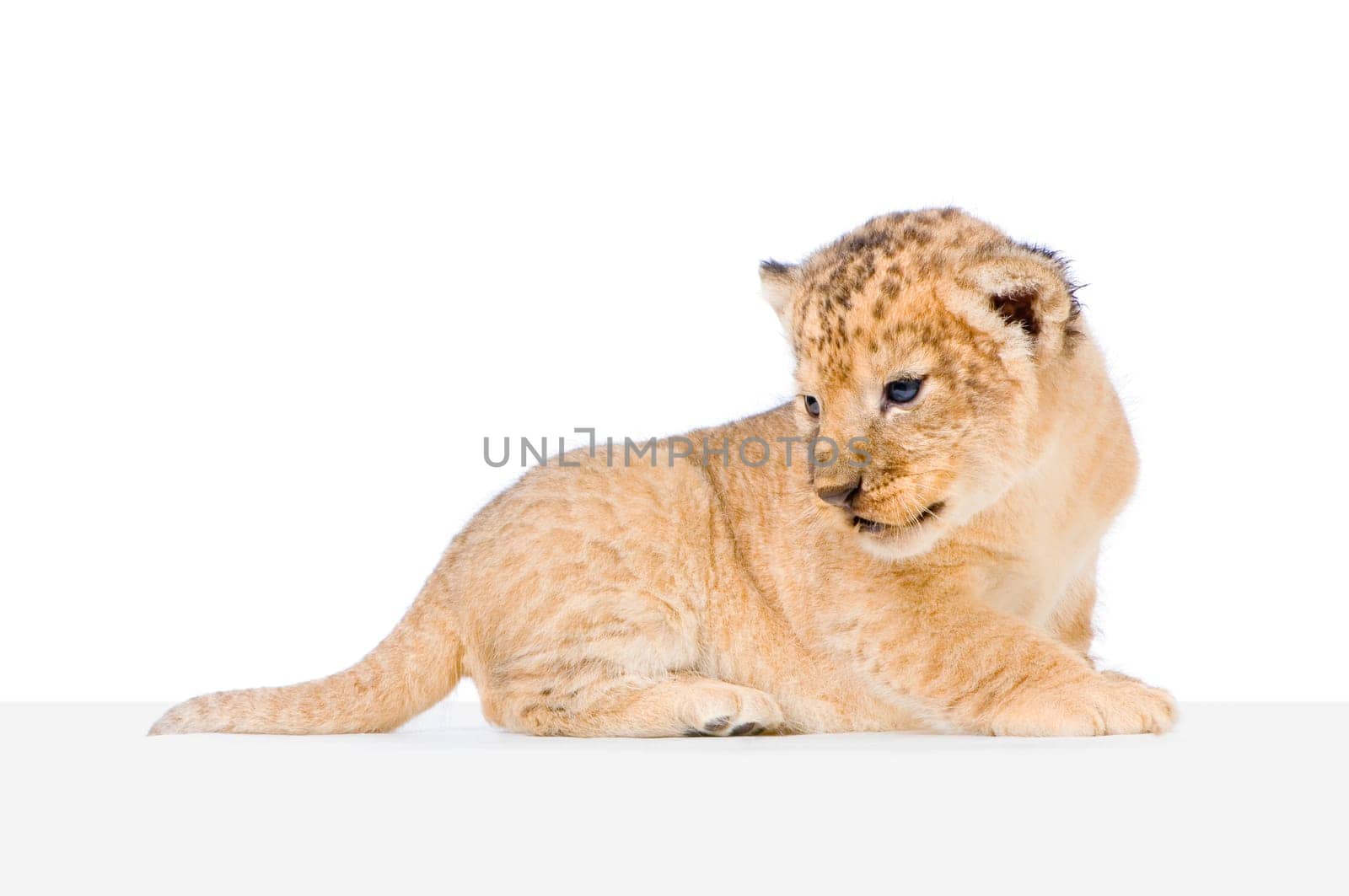 Lion Cub  (3 weeks) lying down in front of a white background. All my pictures are taken in a photo studio.