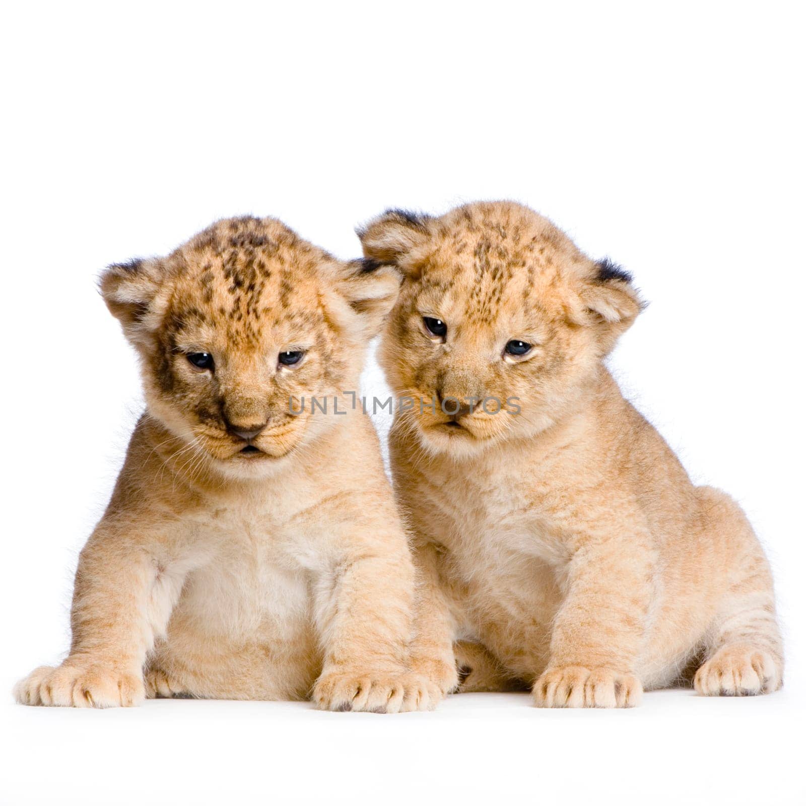 two Lion Cubs  (3 weeks) in front of a white background. All my pictures are taken in a photo studio.