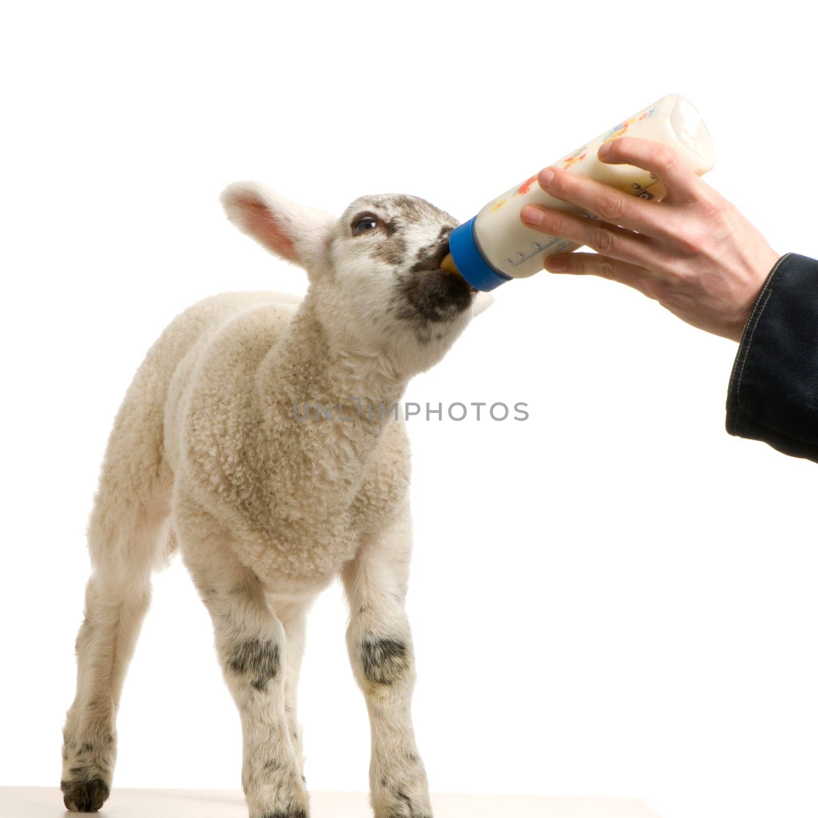 Lamb standing up, isolated on a white background
