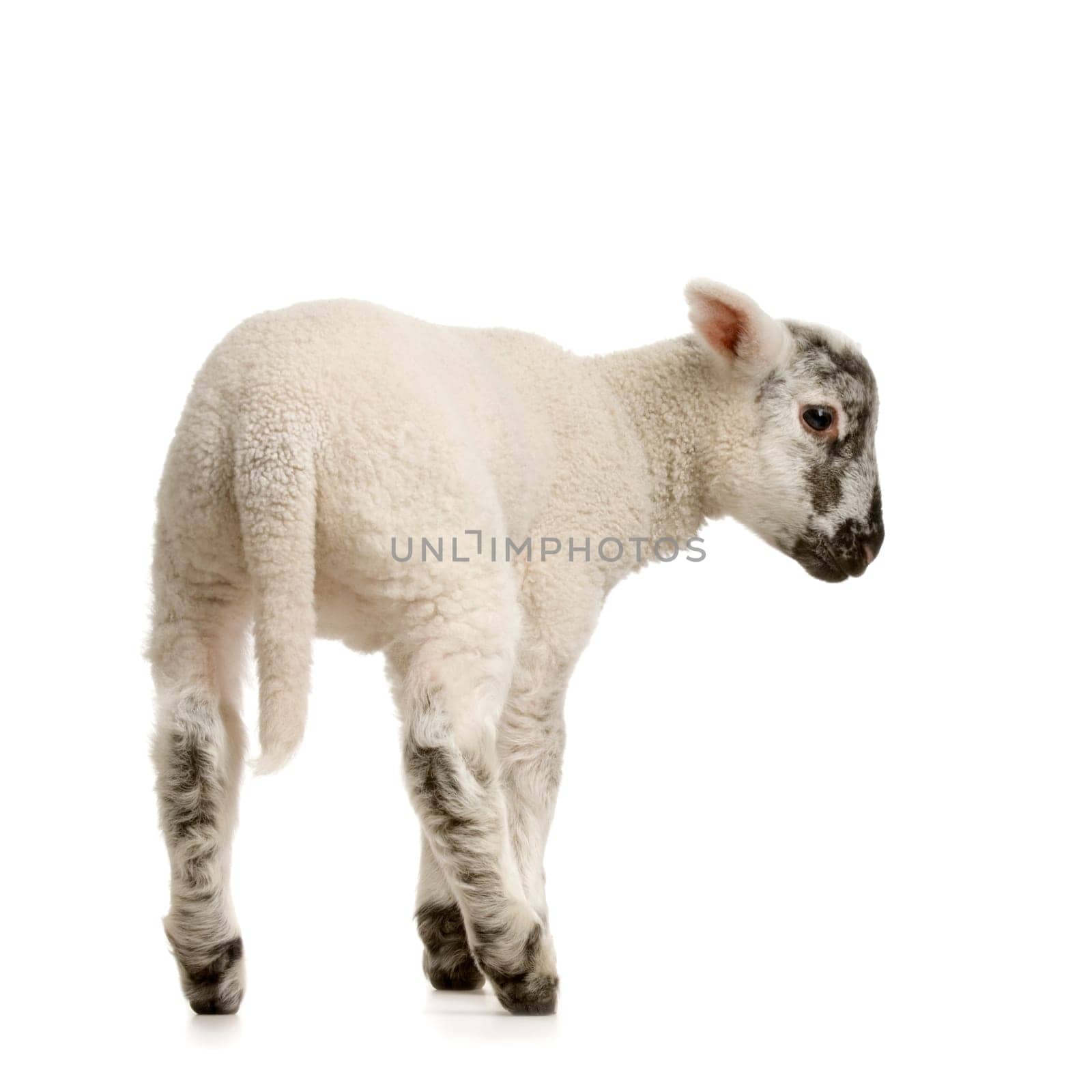 Lamb standing up, isolated on a white background