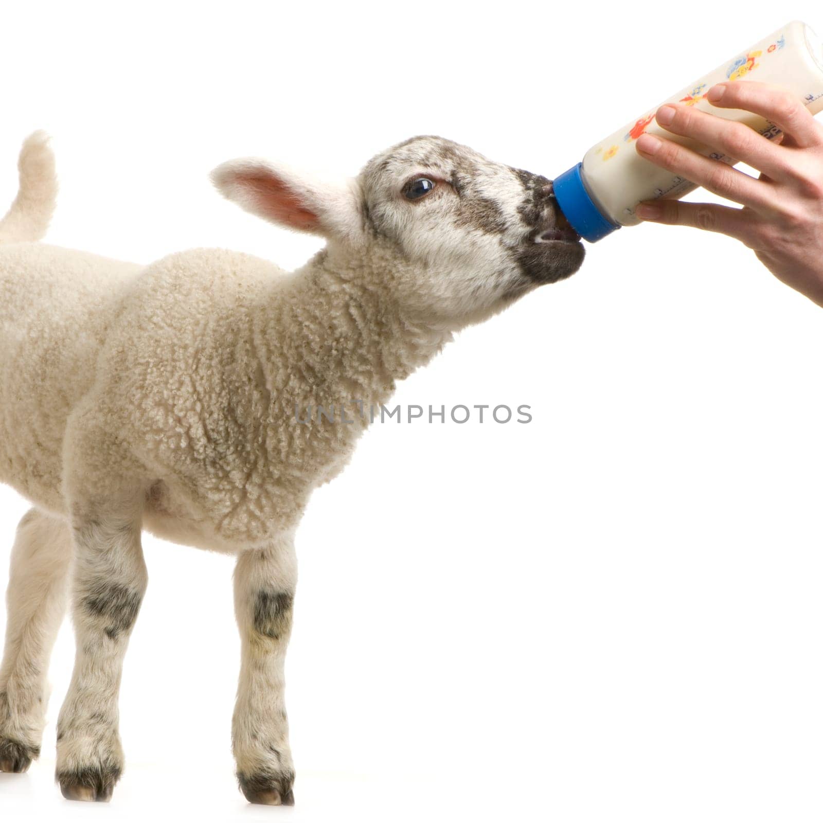 Lamb standing up, isolated on a white background