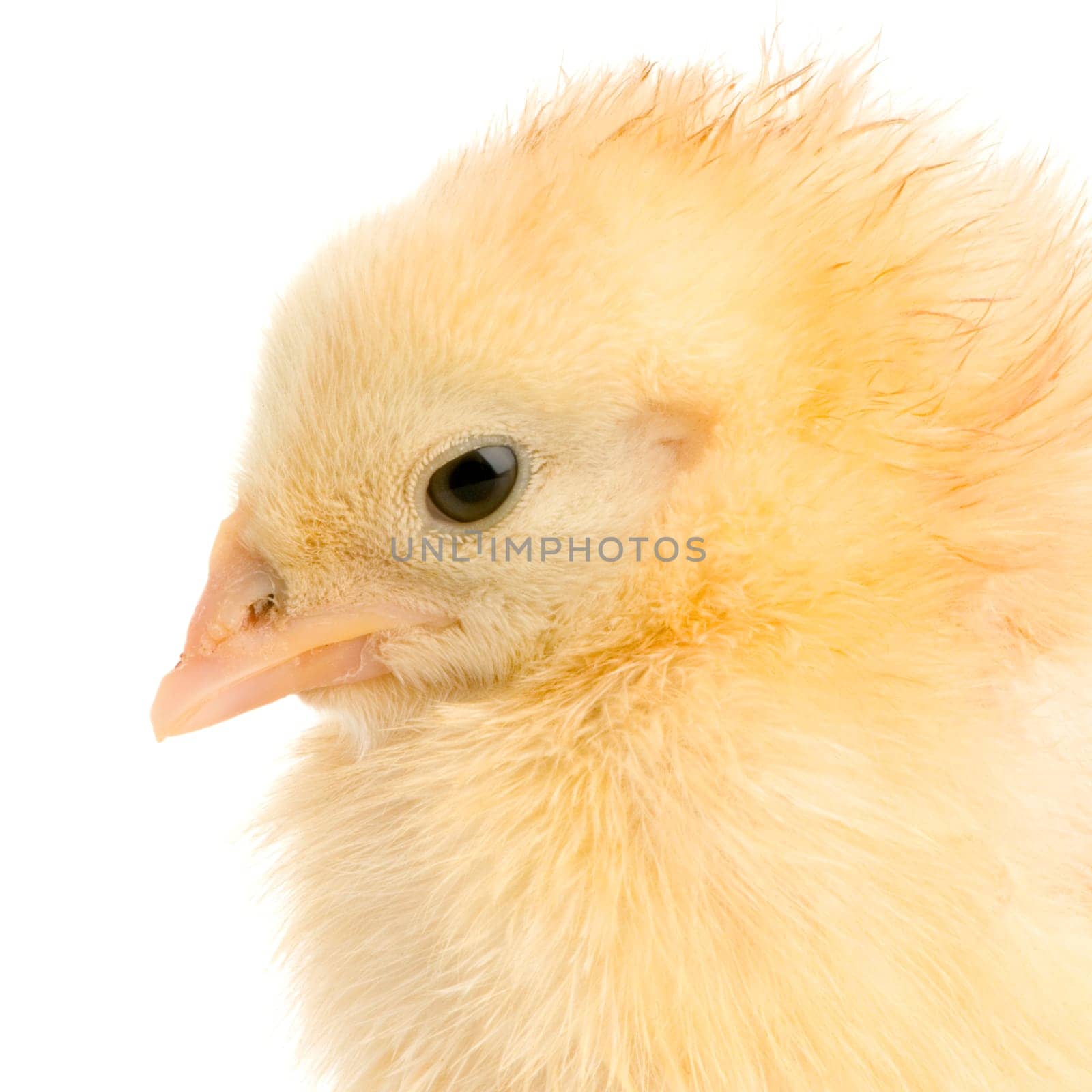close-up on a chick in front of a white background