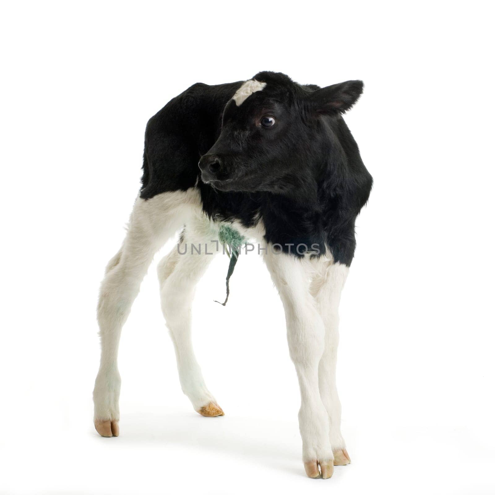 calf in front of a white background