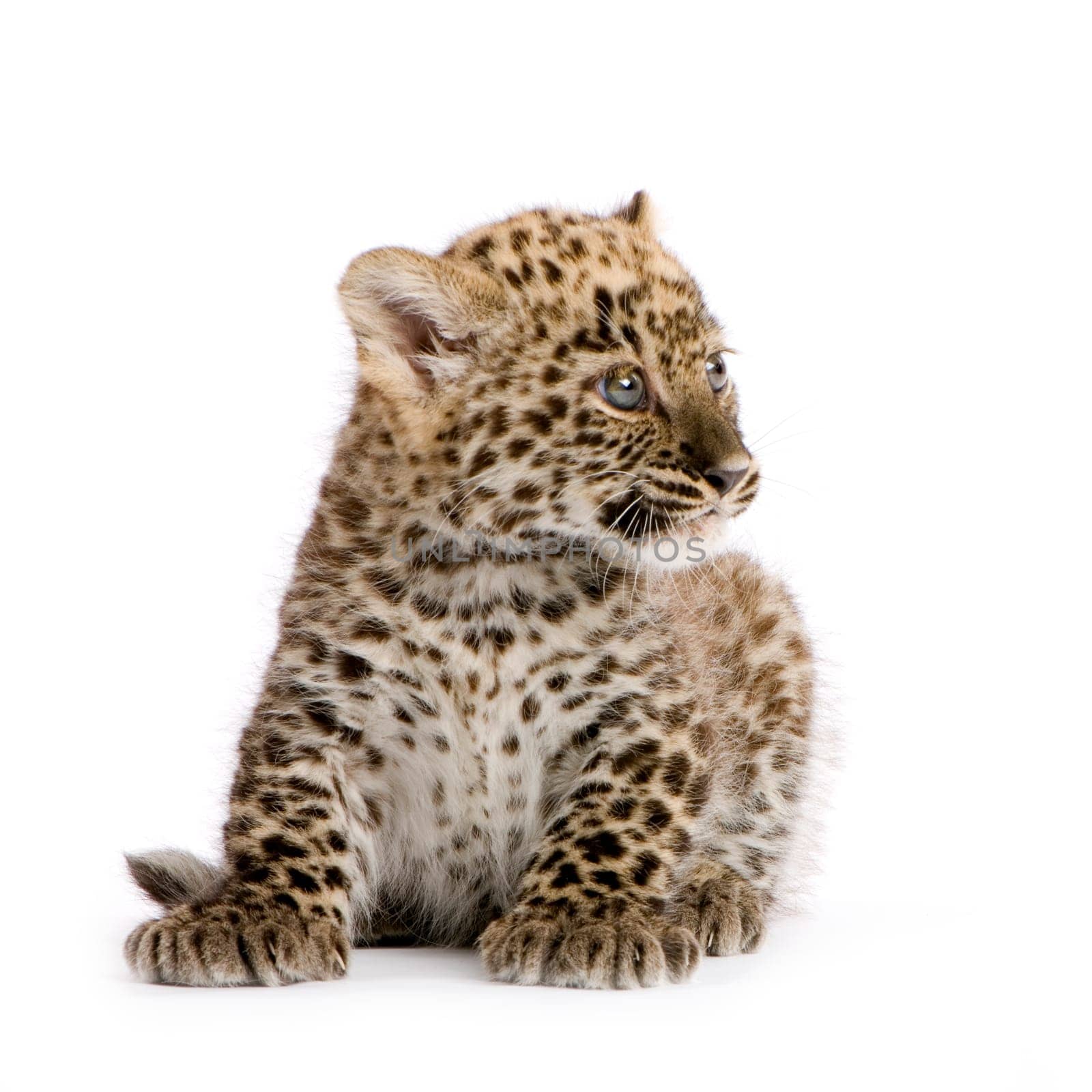 leopard Cub (2 months) in front of a white background.