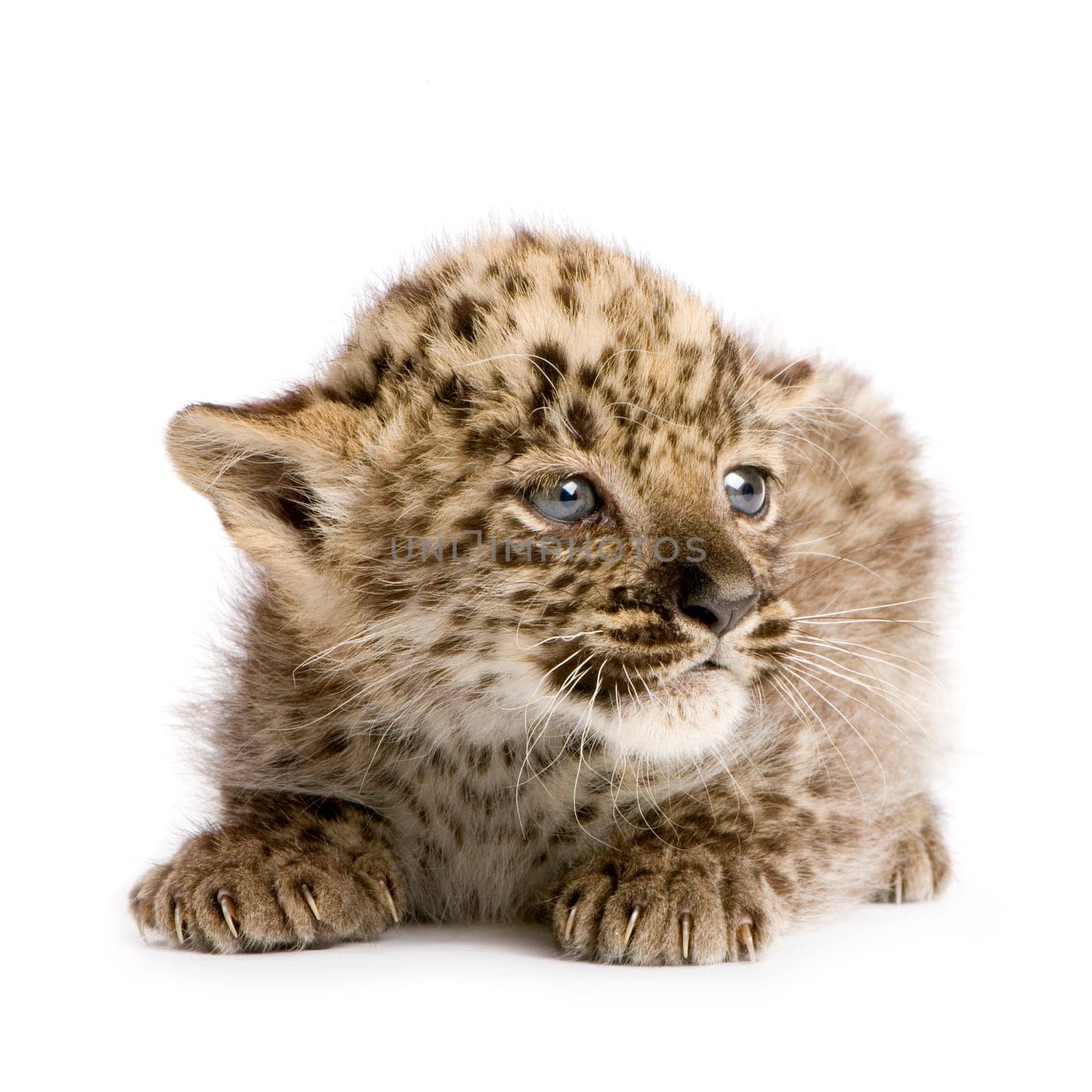 leopard Cub (2 months) in front of a white background.