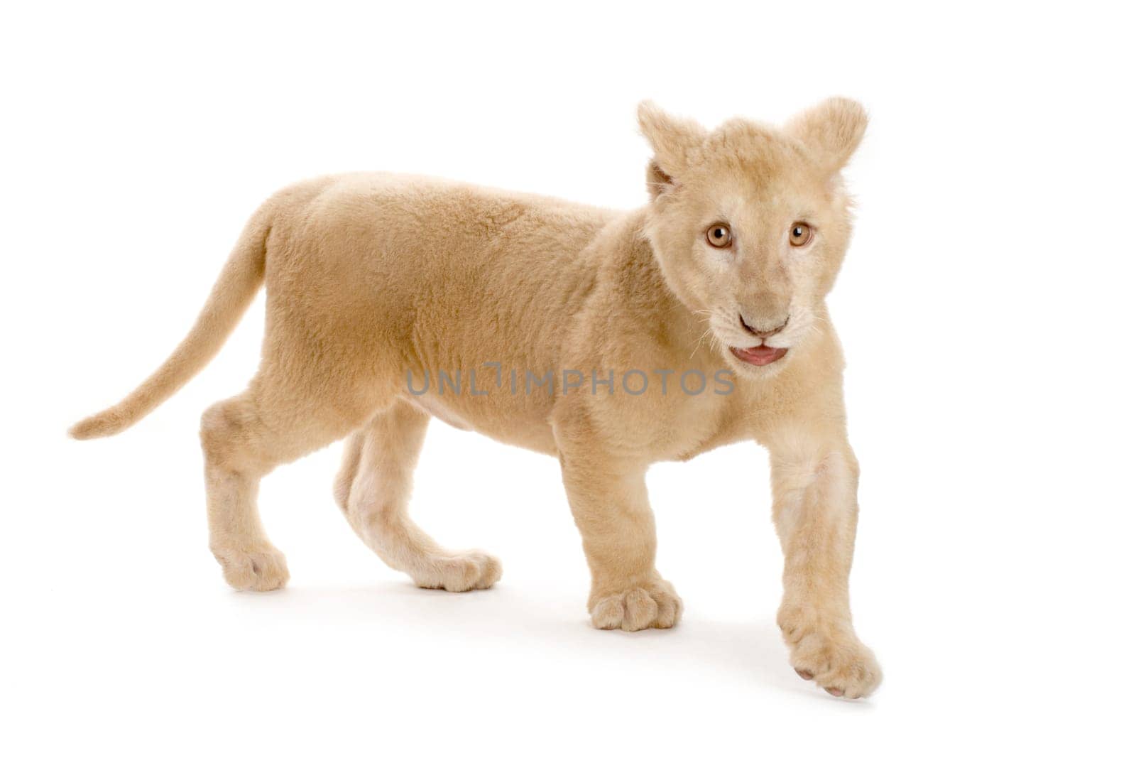 studio shot of a white Lion Cub  (5 months) in front of a white background.