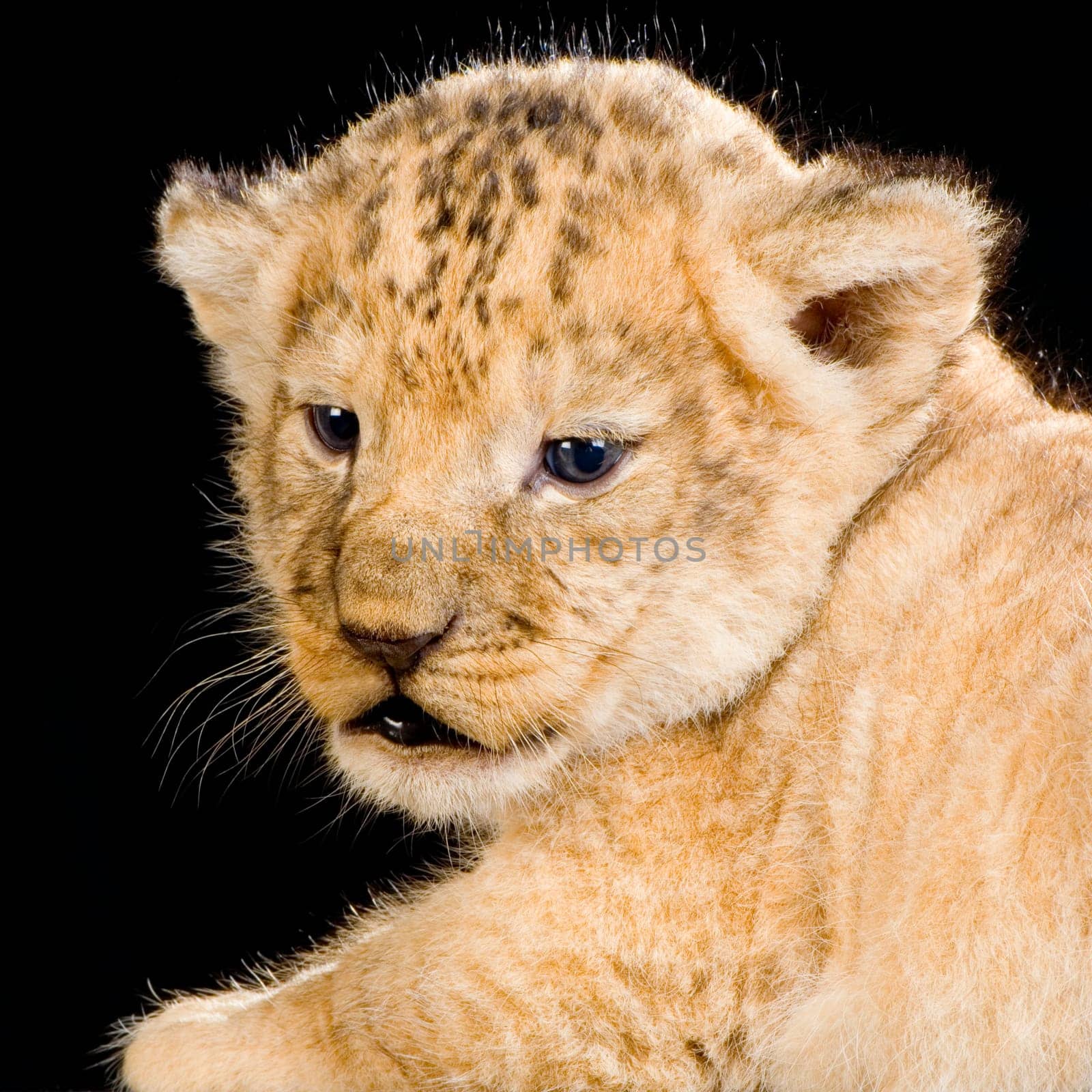 Lion Cub in front of a black background. All my pictures are taken in a photo studio.