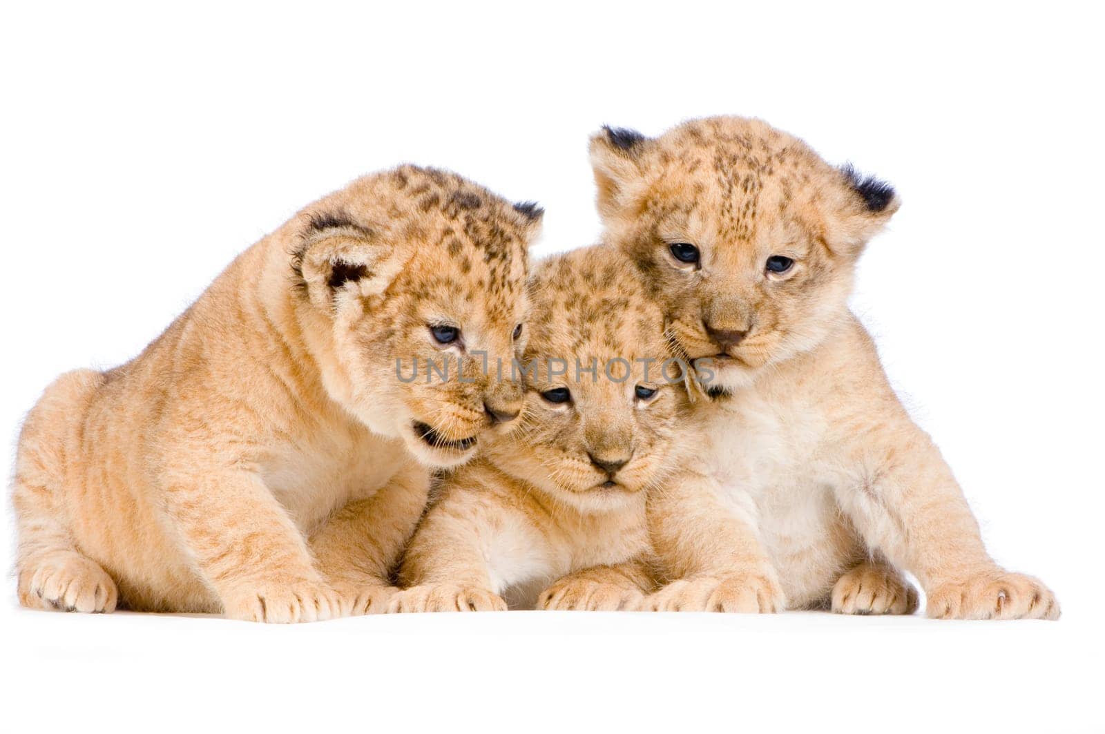 Lion Cubs (3 weeks)  in front of a white background. All my pictures are taken in a photo studio.