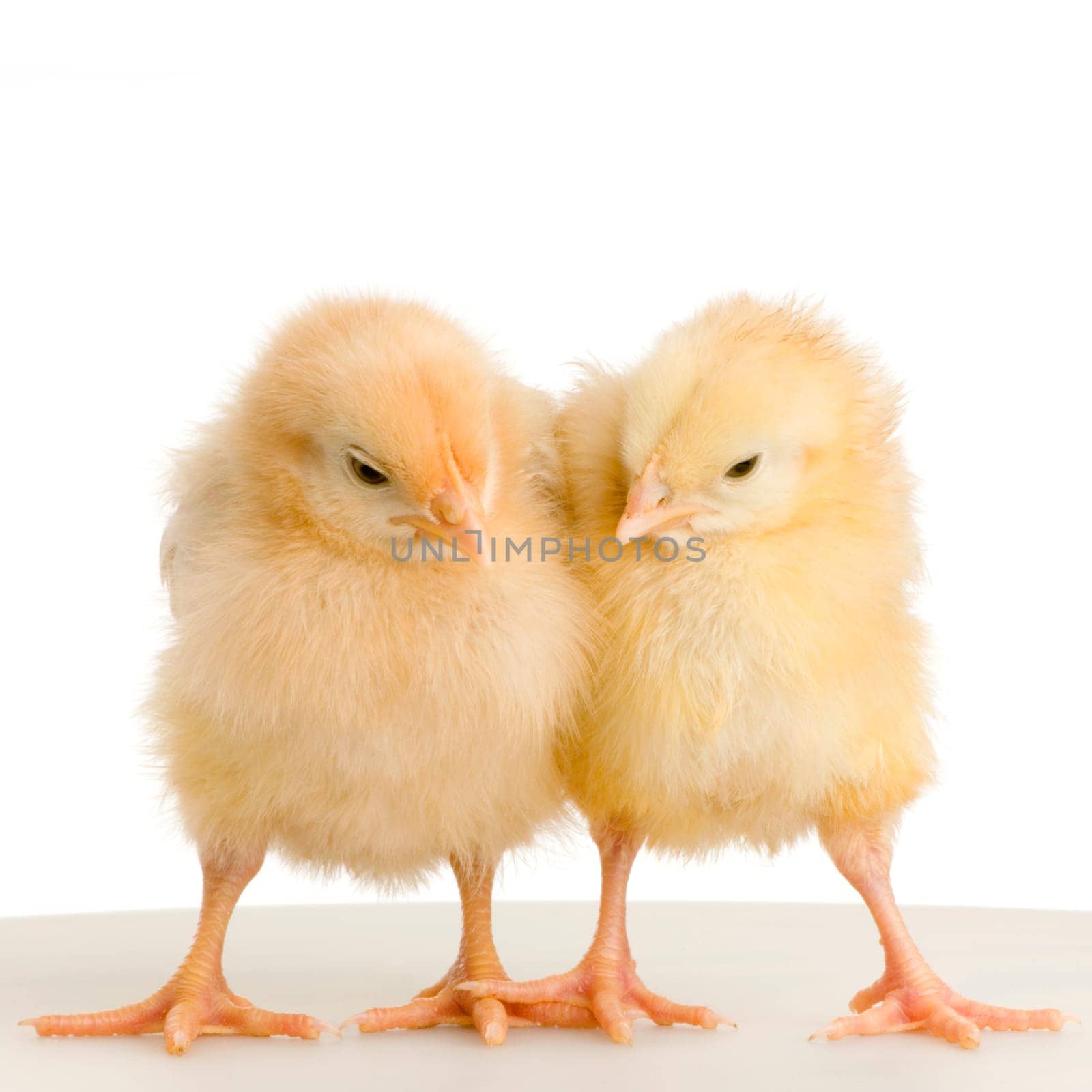 chick in front of a white background
