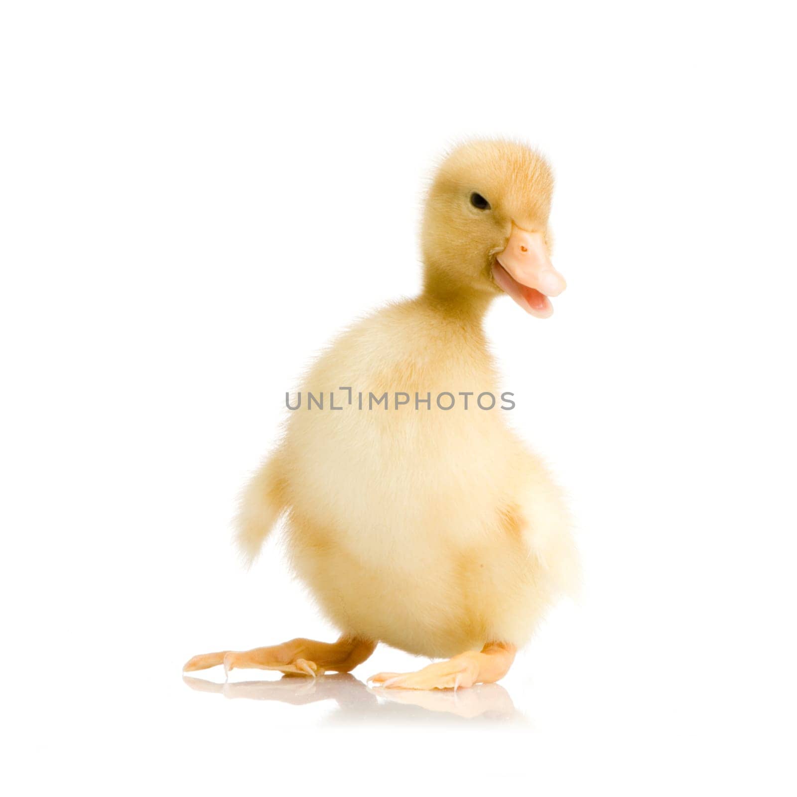 Duckling in front of a white background
