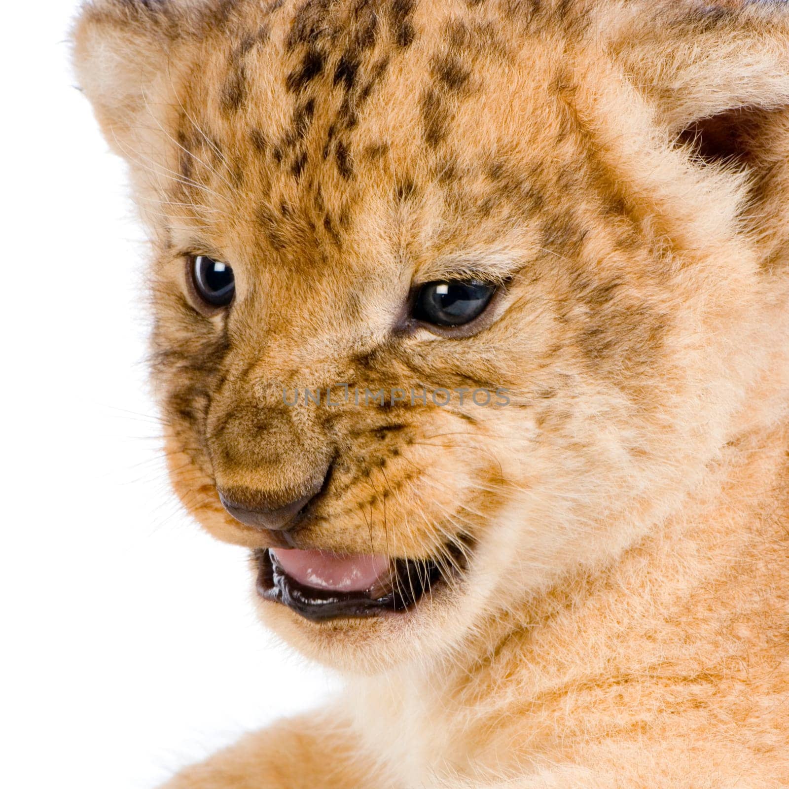 close-up on a Lion Cub (3 weeks) in front of a white background. All my pictures are taken in a photo studio.