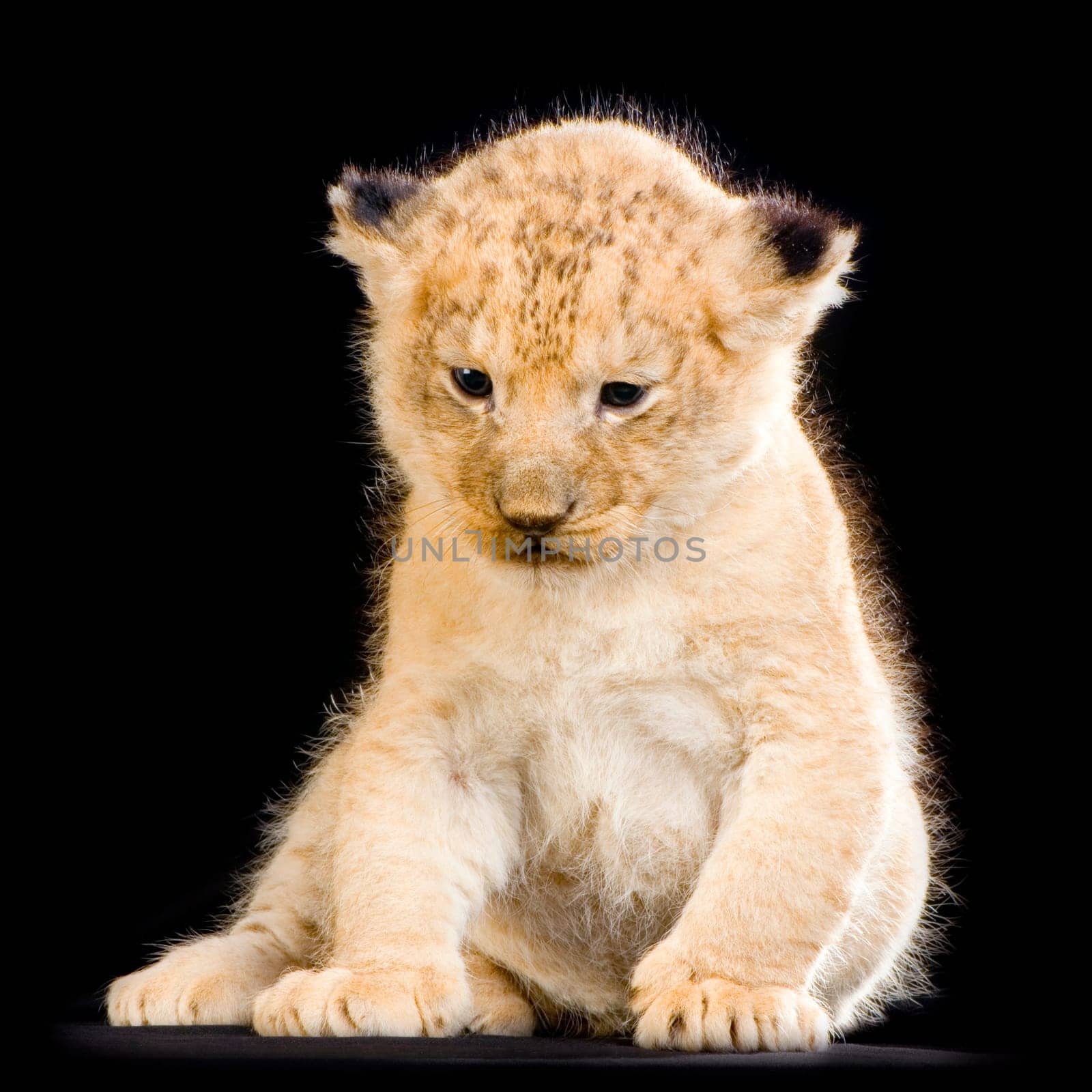 Lion Cub (3 weeks) sitting in front of a balck background. All my pictures are taken in a photo studio.