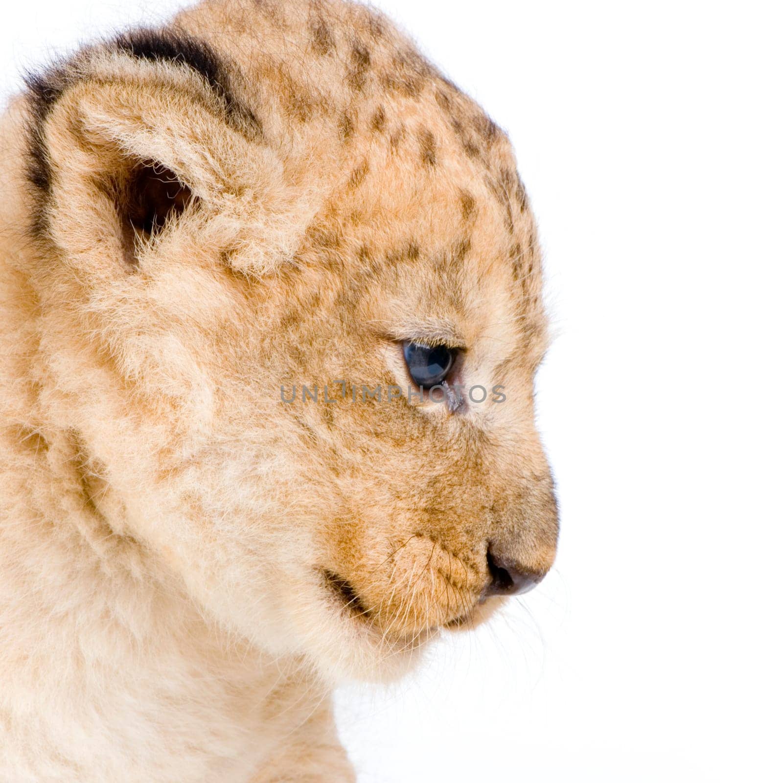 close-up on a Lion Cub (3 weeks) in front of a white background. All my pictures are taken in a photo studio.