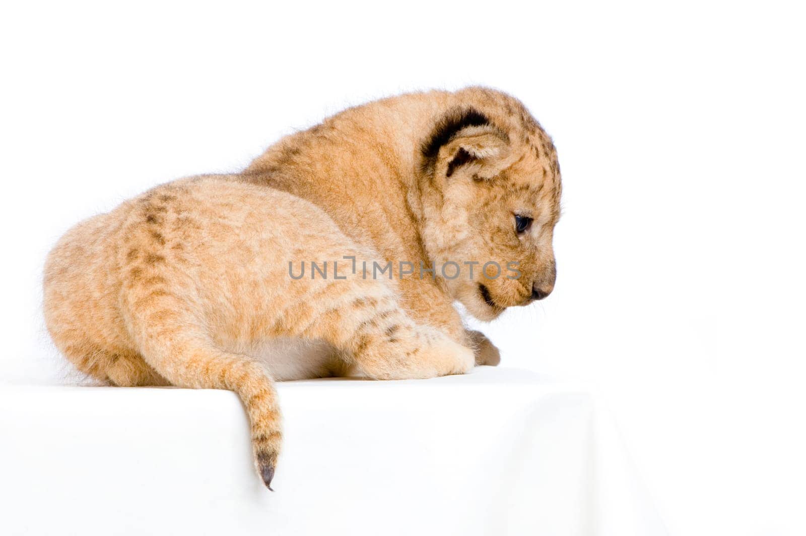 Lion Cub  (3 weeks) lying down in front of a white background. All my pictures are taken in a photo studio.