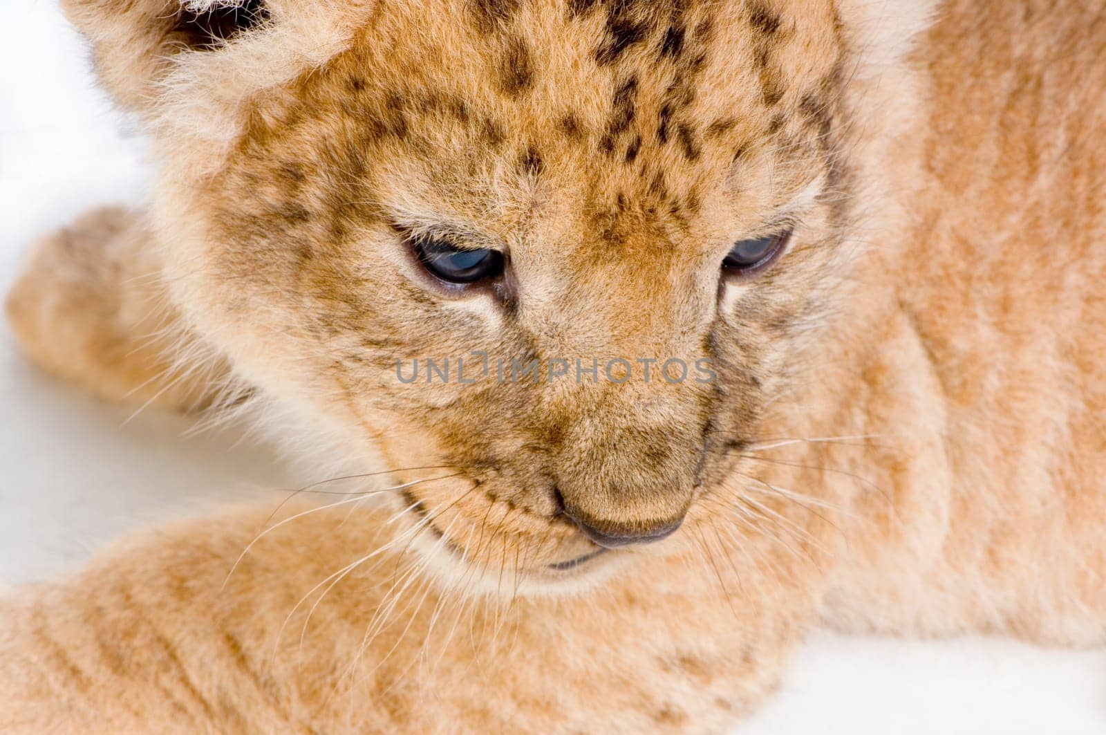 close-up on a Lion Cub (3 weeks) in front of a white background. All my pictures are taken in a photo studio.
