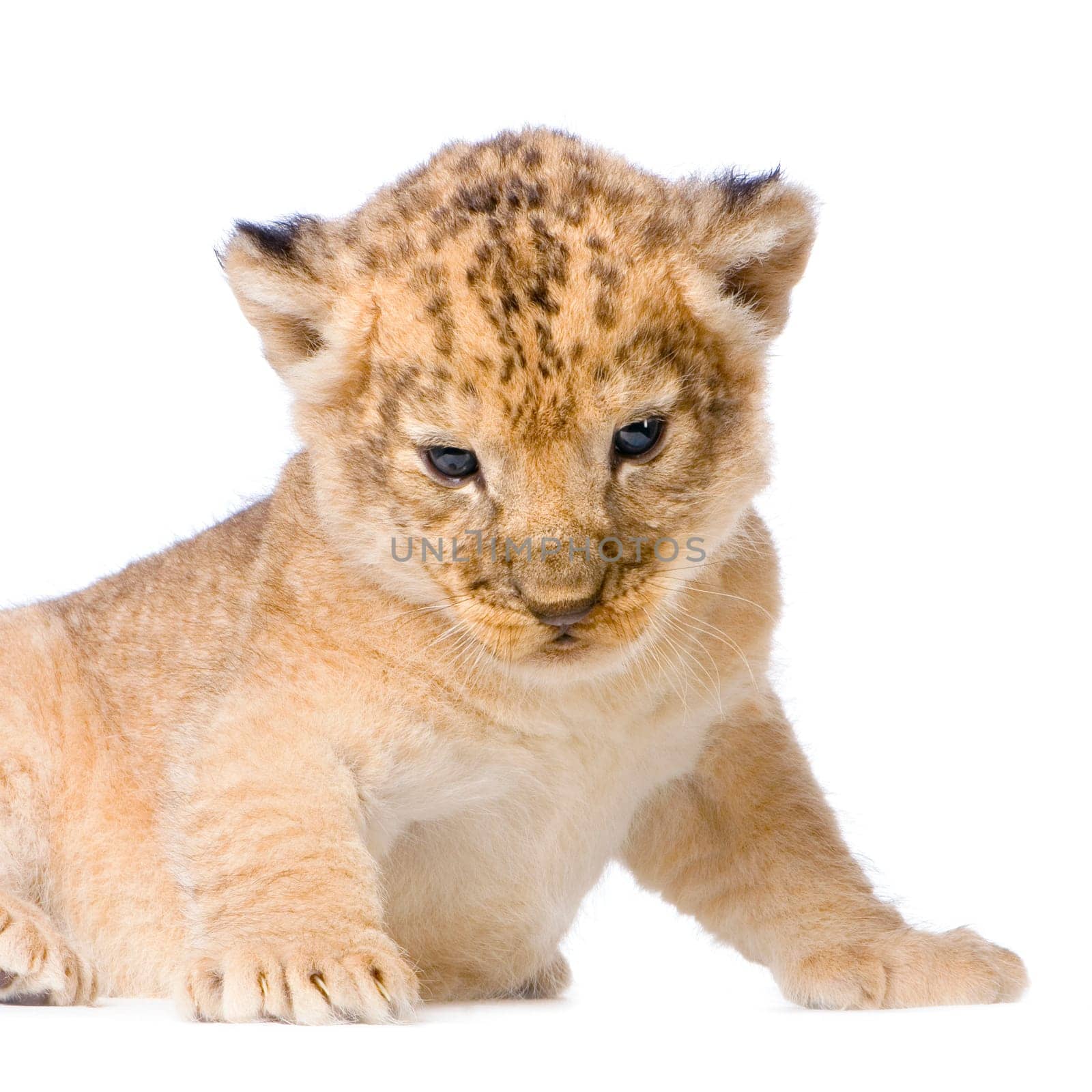 Lion Cub  (3 weeks) lying down in front of a white background. All my pictures are taken in a photo studio.