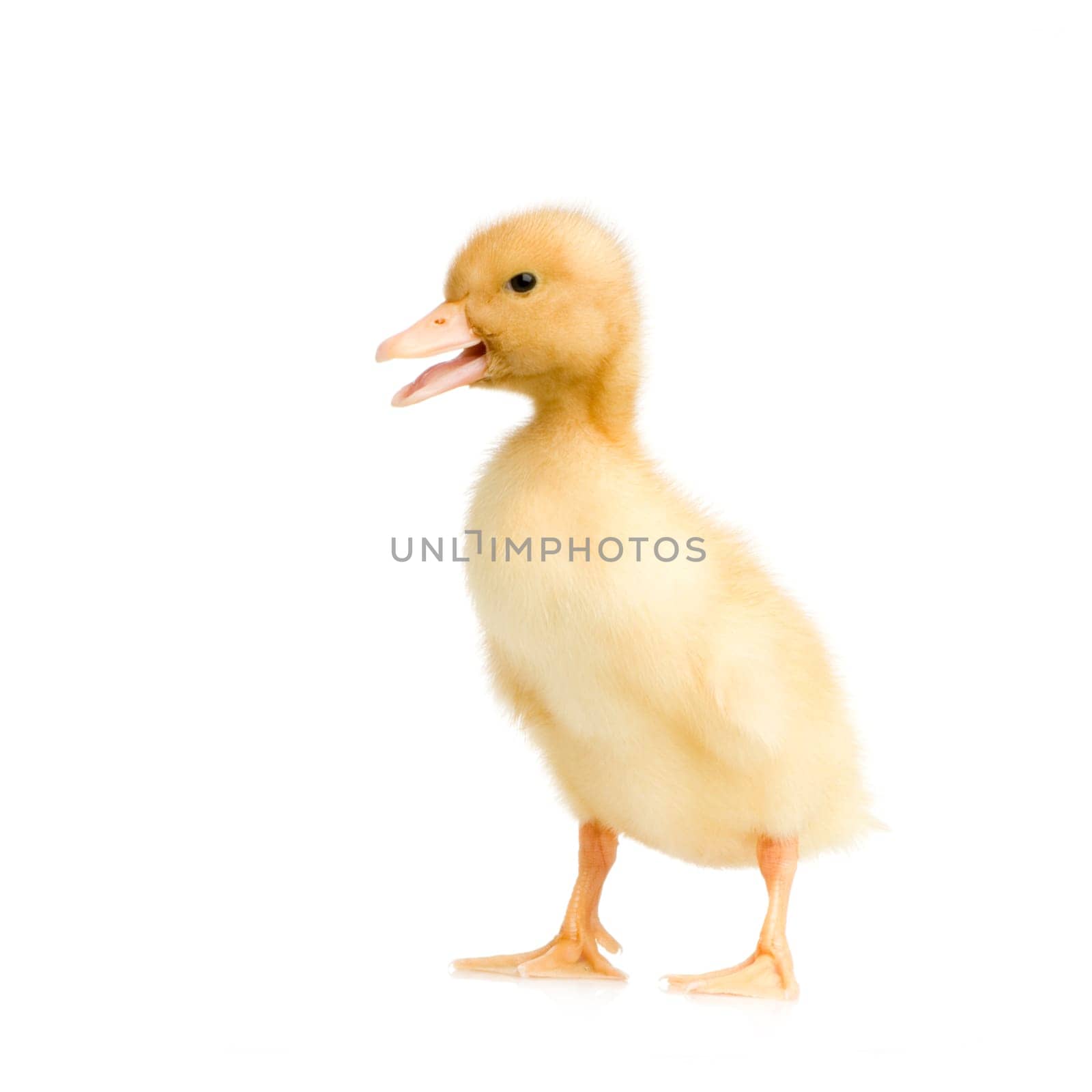Duckling in front of a white background