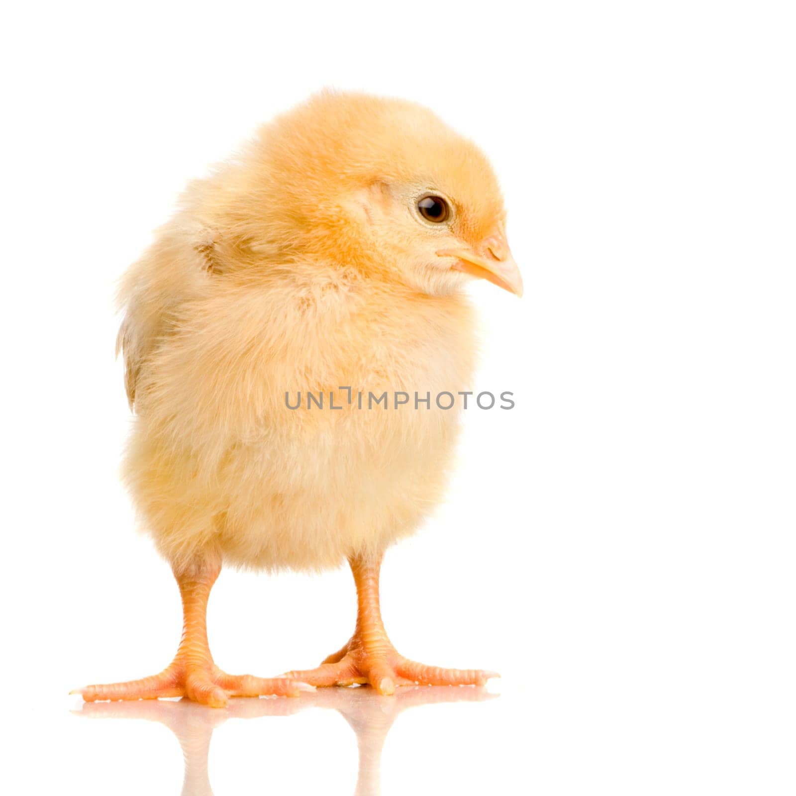 chick in front of a white background