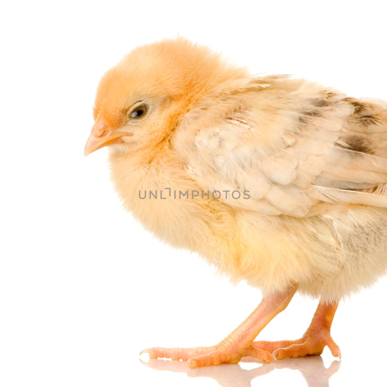 chick in front of a white background