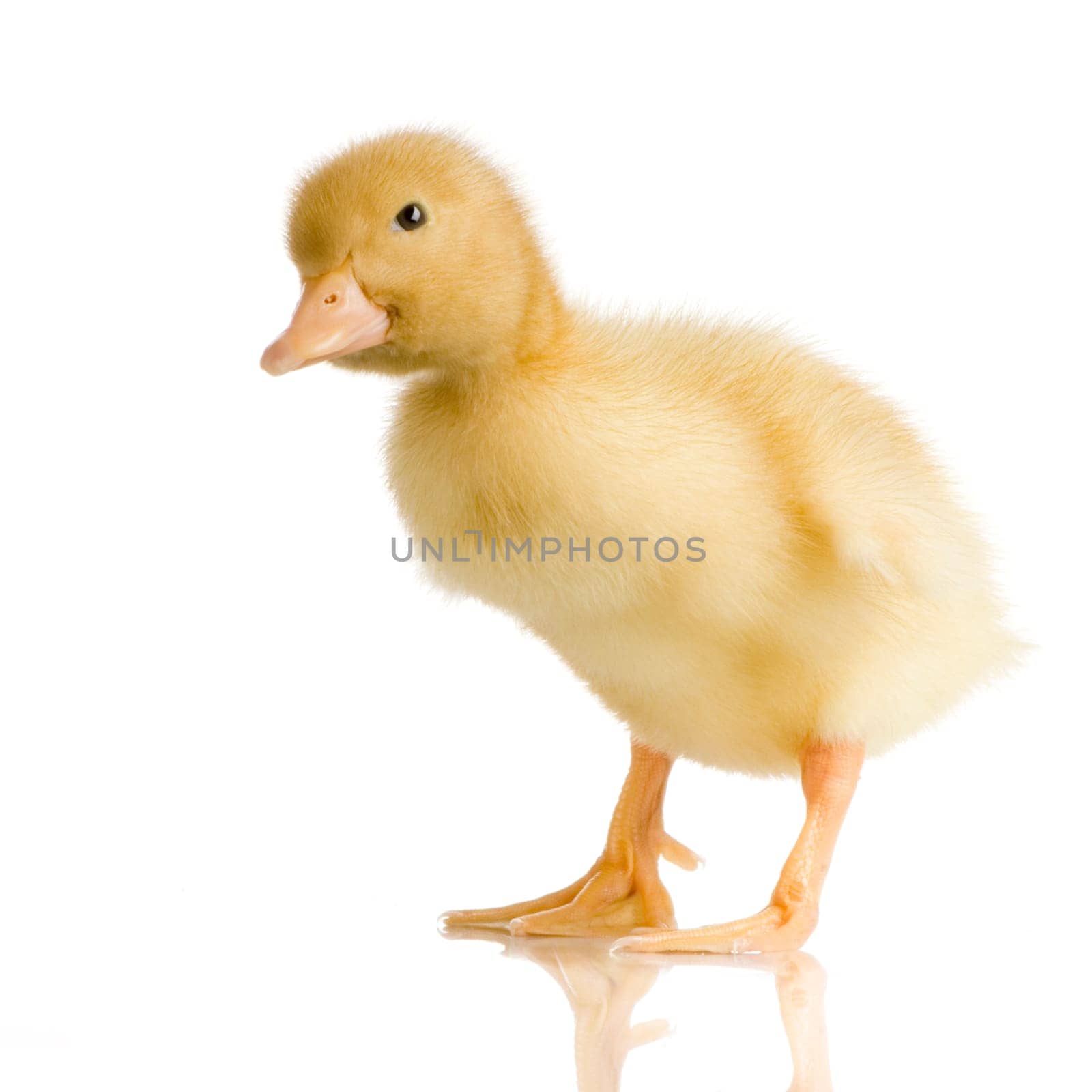 Duckling in front of a white background