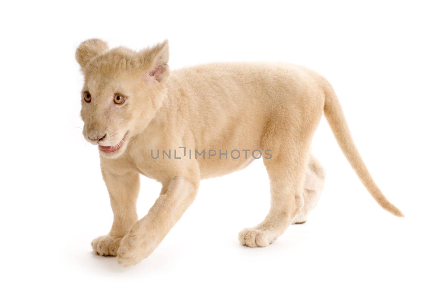 studio shot of a white Lion Cub  (5 months) in front of a white background.