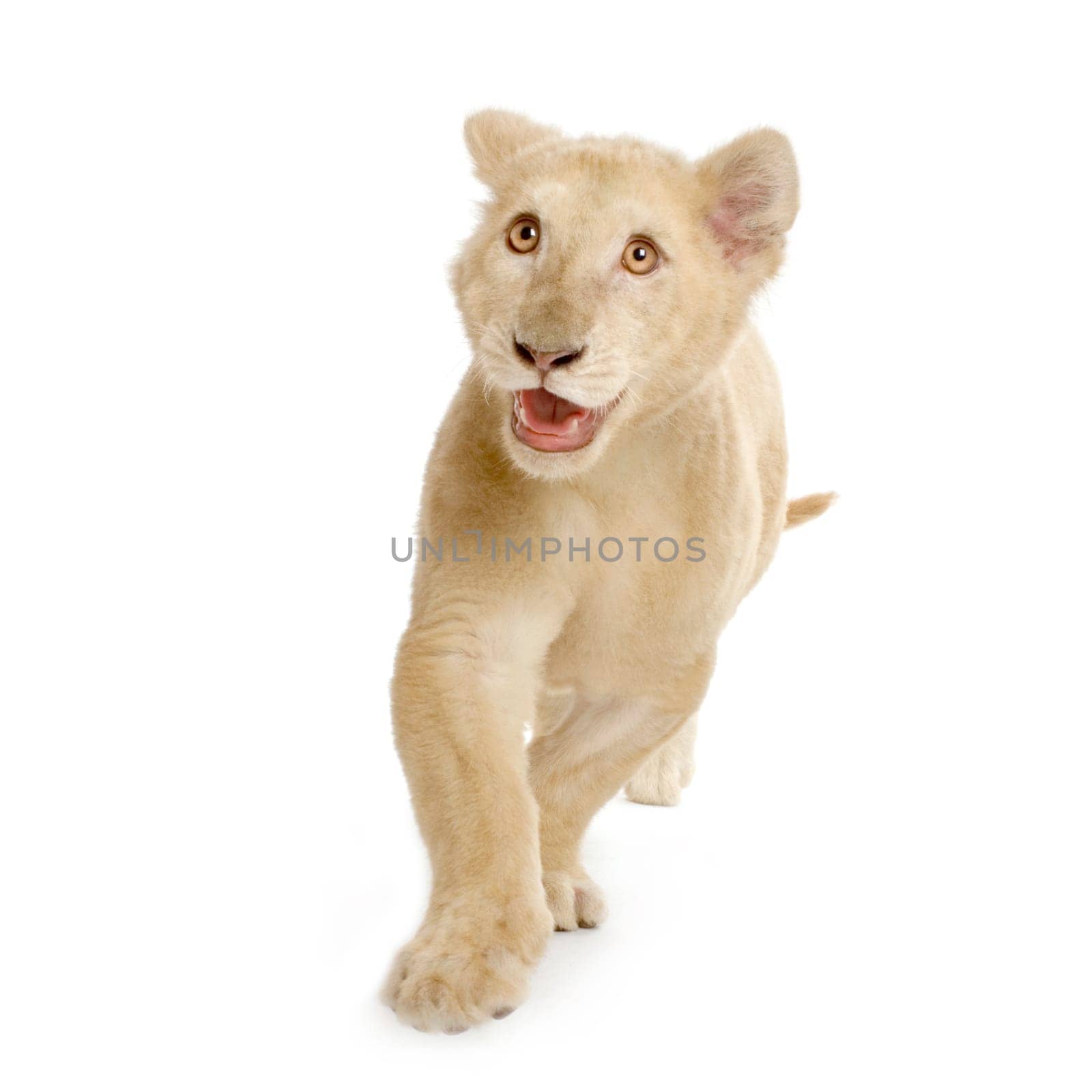 studio shot of a white Lion Cub  (5 months) in front of a white background.