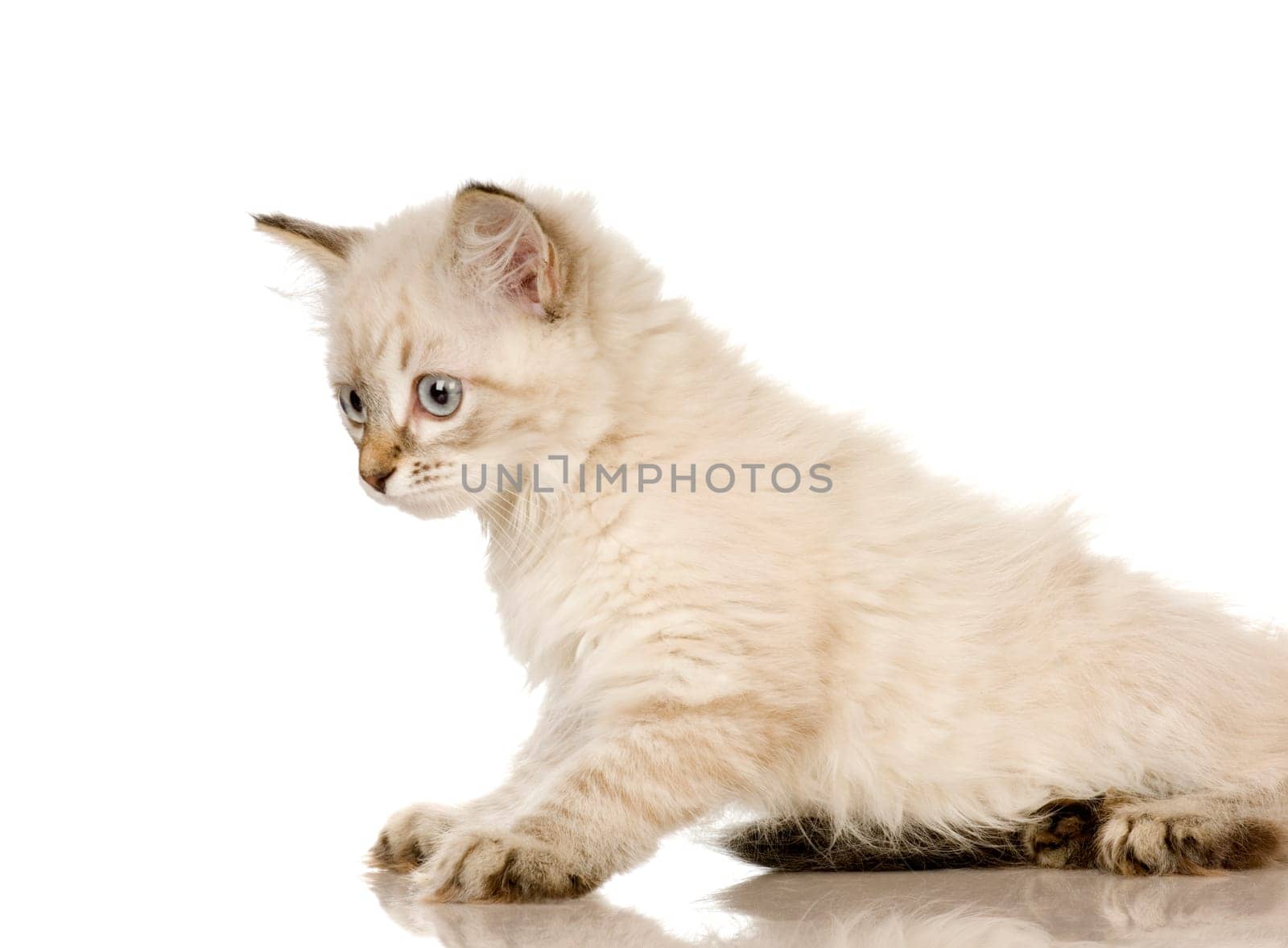 Blu-tabby-point Birman kitten in front of a white background