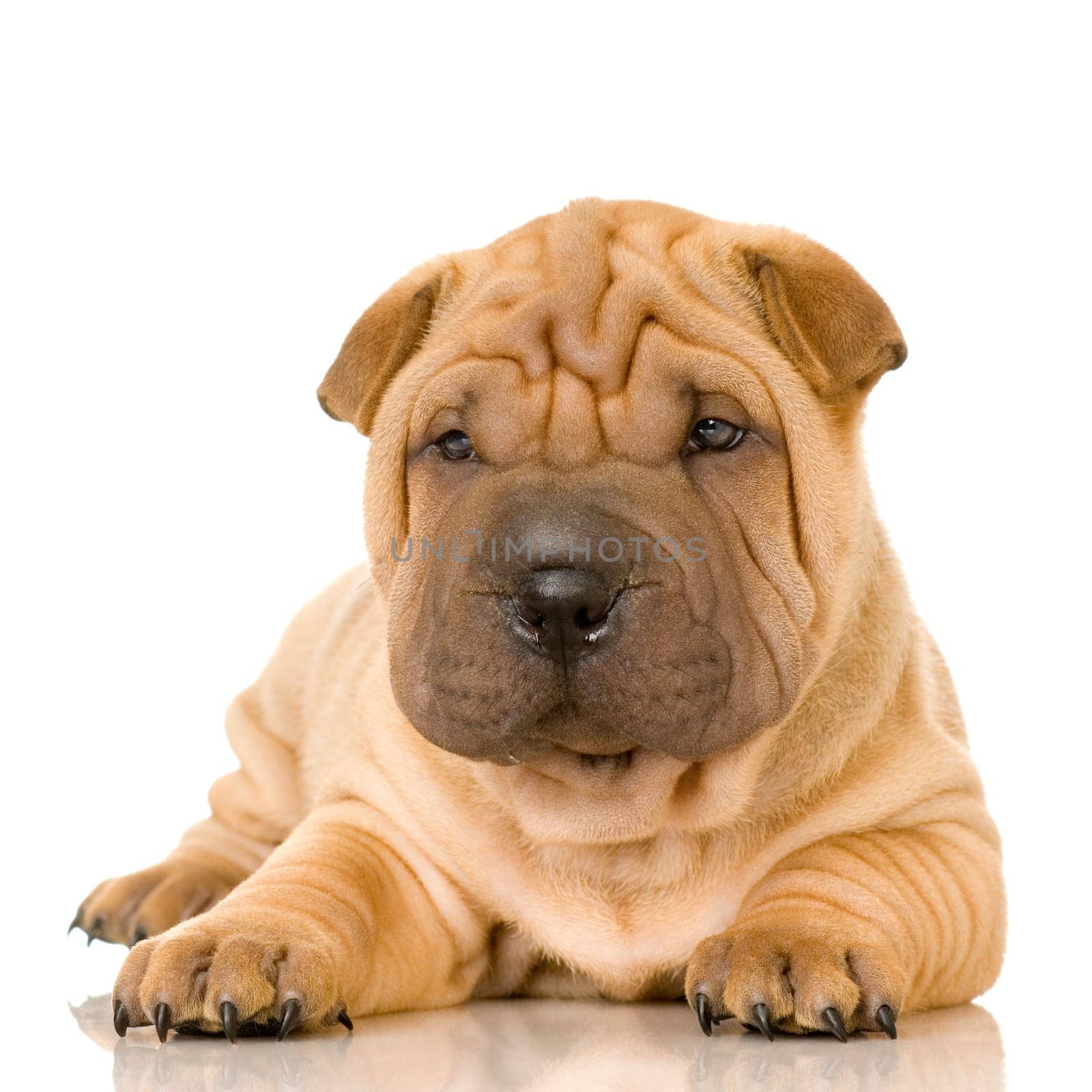 Sharpei in front of a white background