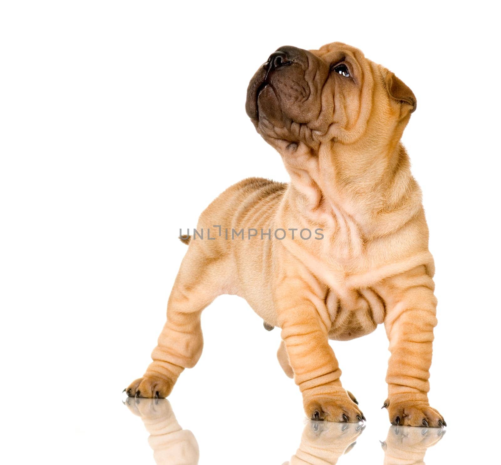Sharpei in front of a white background