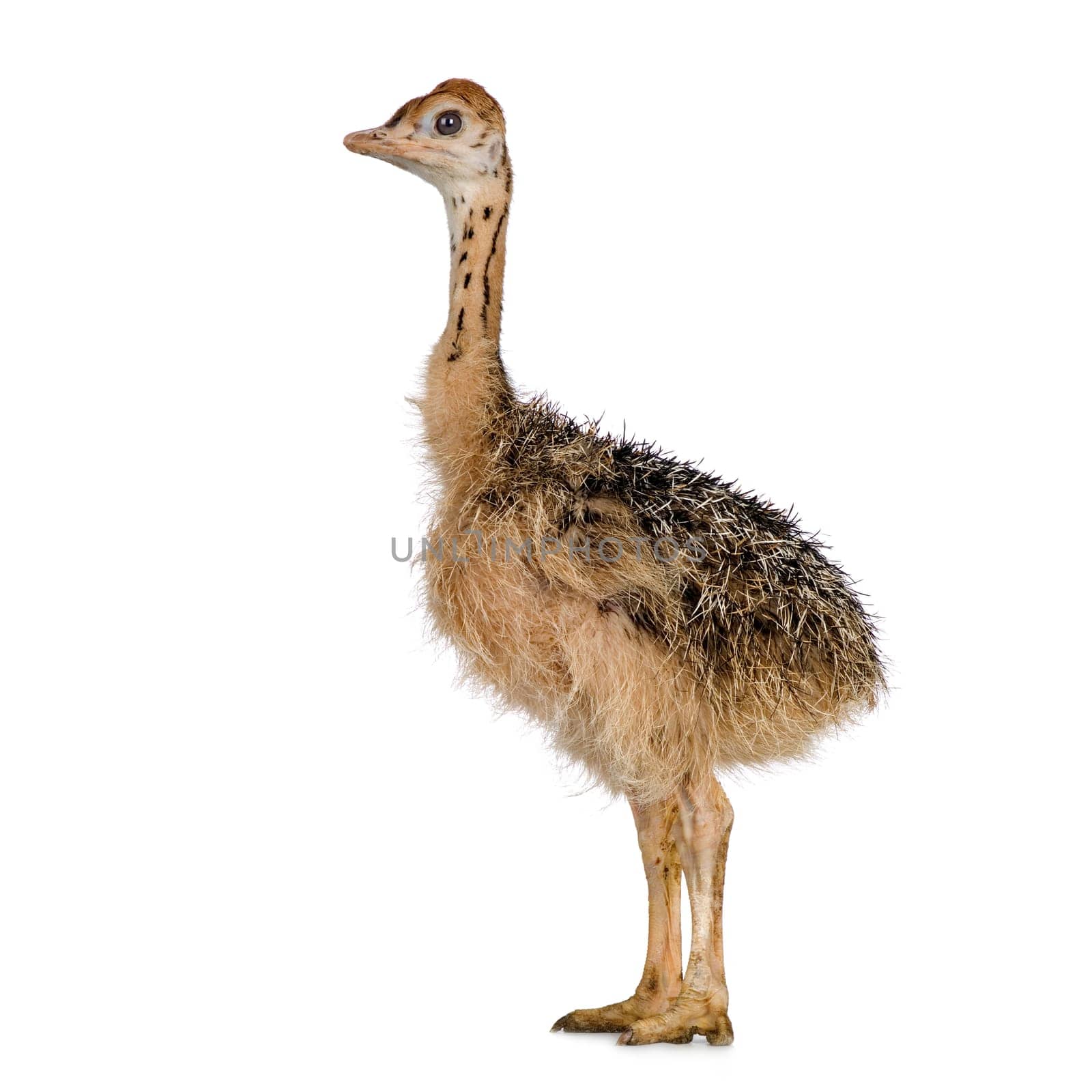 Ostrich Chick in front of a white background