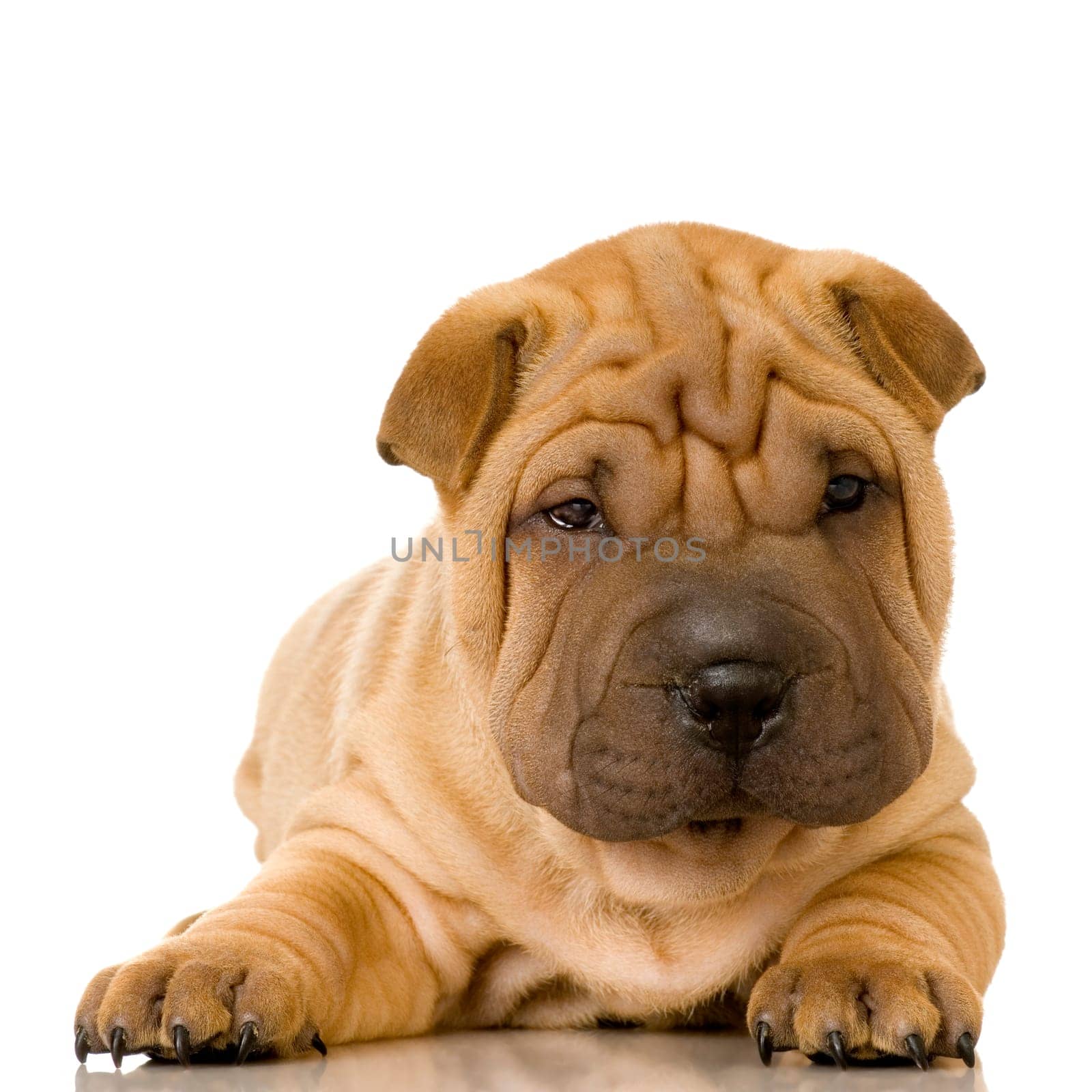 Sharpei in front of a white background