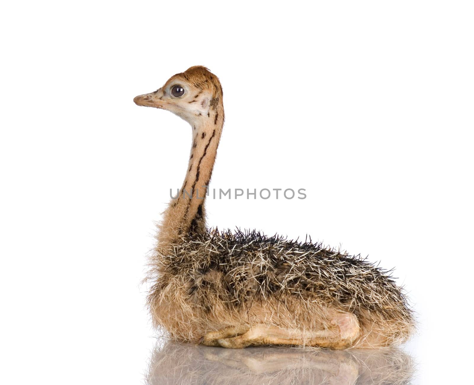 Ostrich Chick in front of a white background