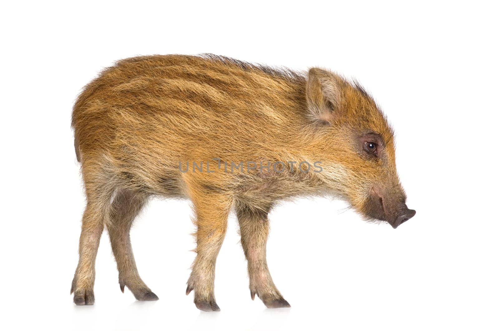 young wild boar in front of a white background