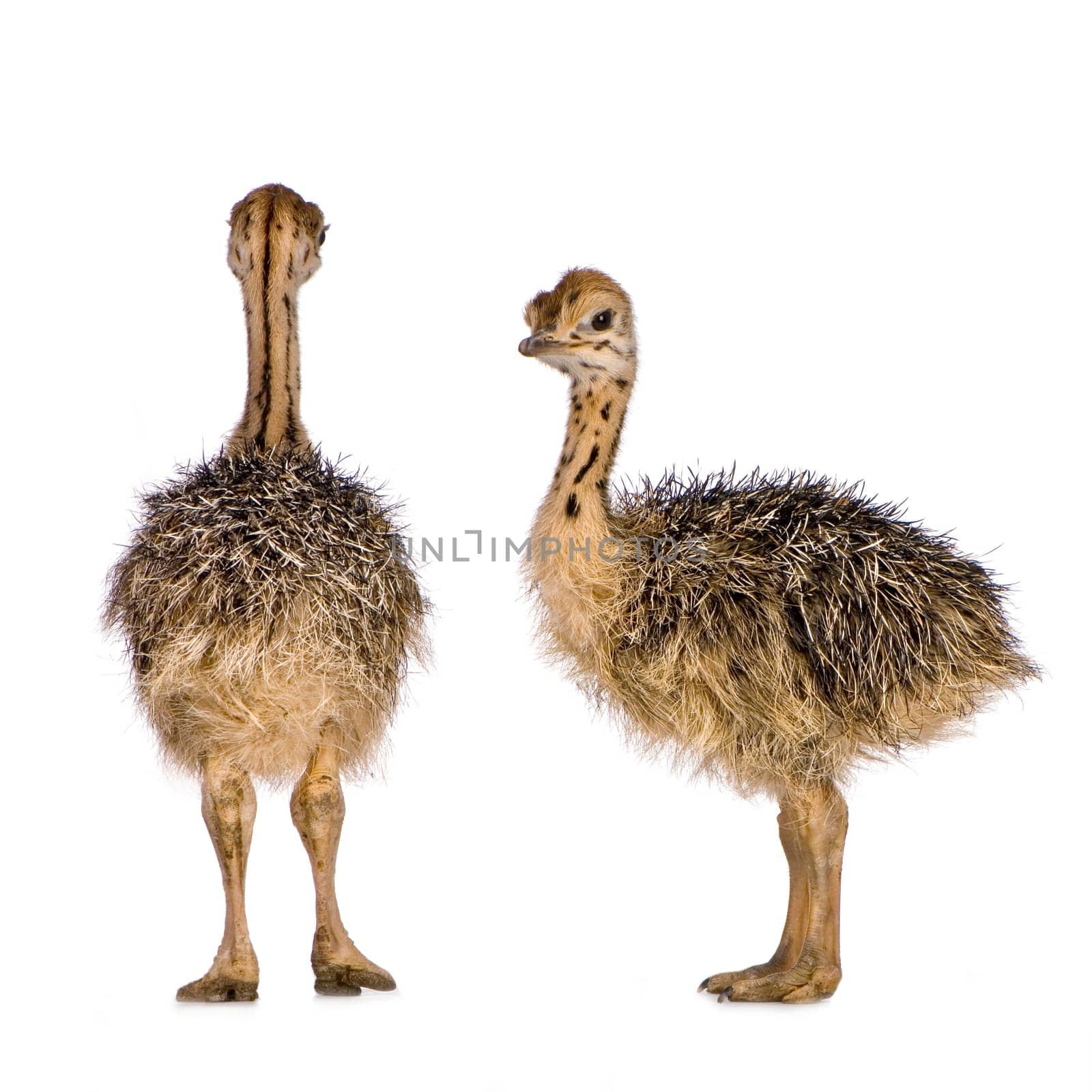 Ostrich Chick in front of a white background