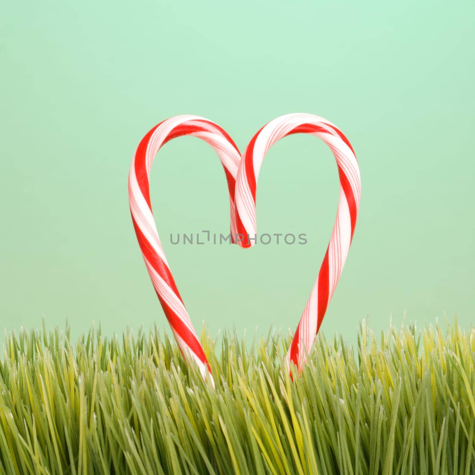Still life of two upright candy canes forming a heart in the grass.