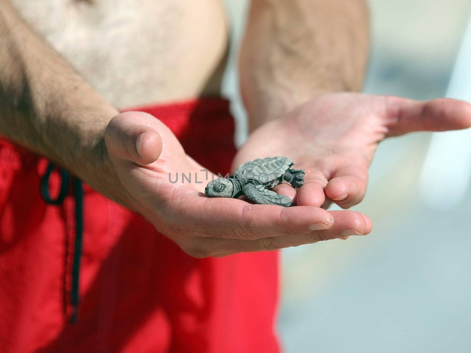 Man holding a newborn Baby Olive Ridley sea turtle .