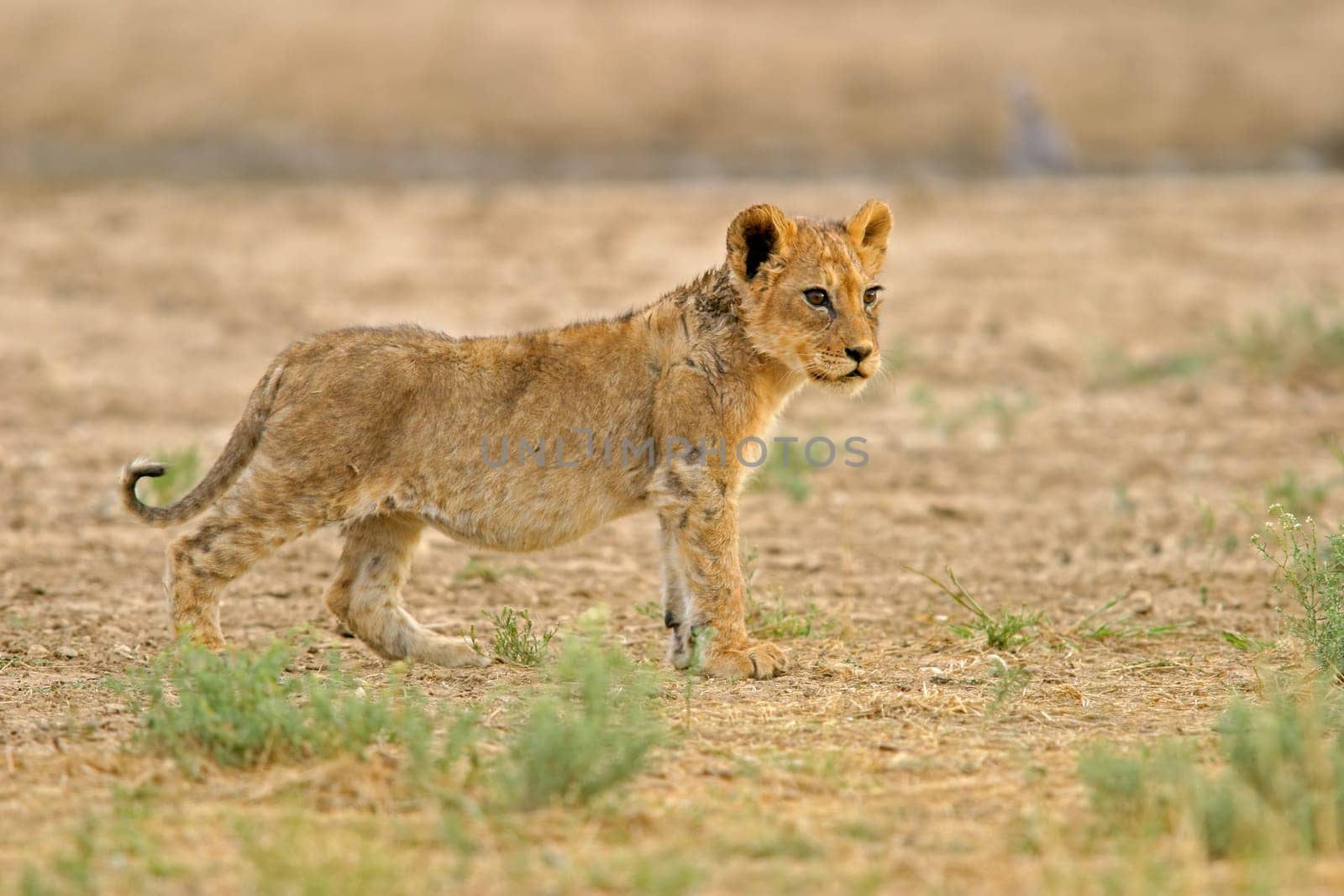 Young lion cub (Panthera leo), Kalahari, South Africa.