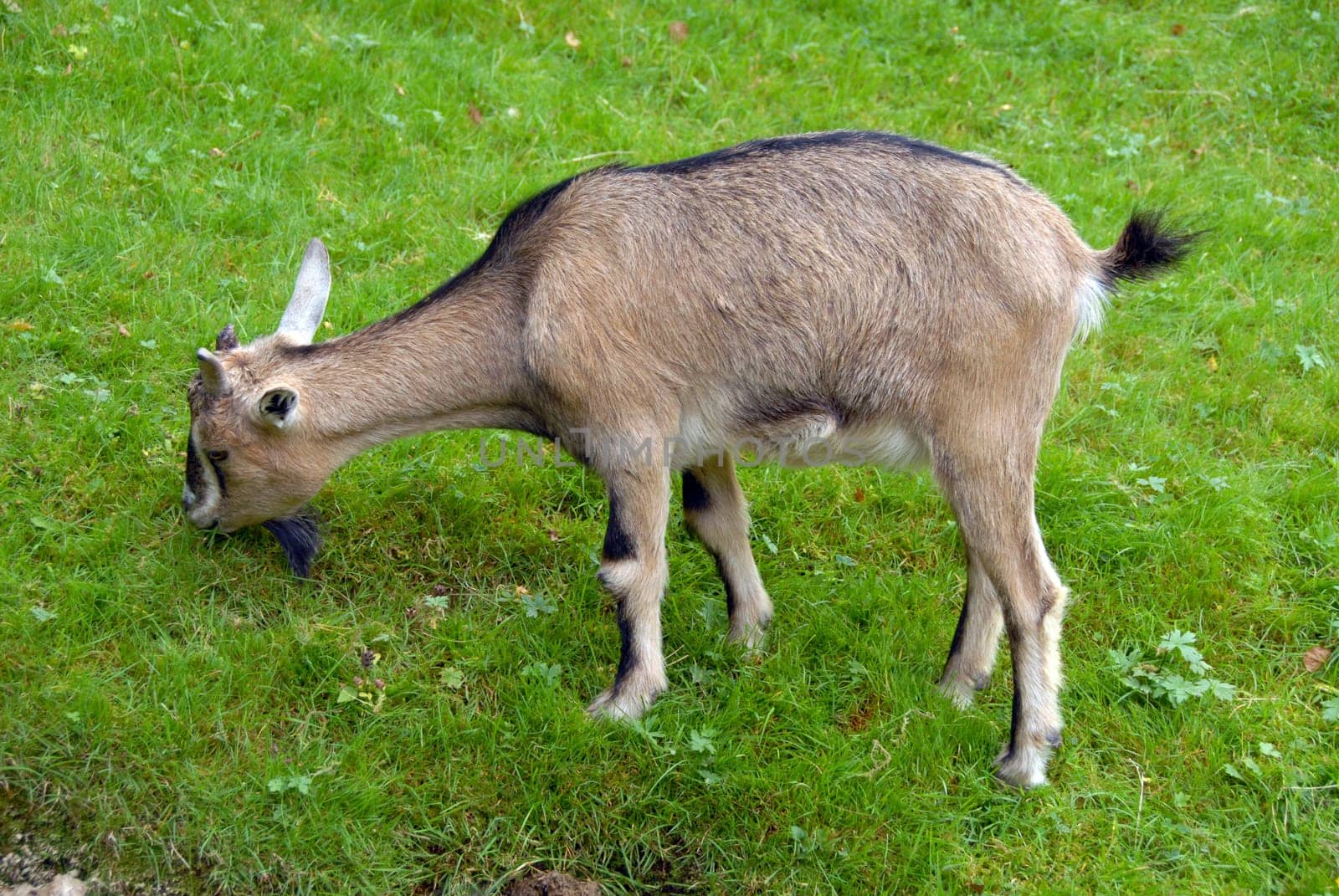 A black goat portrait - in a mountain