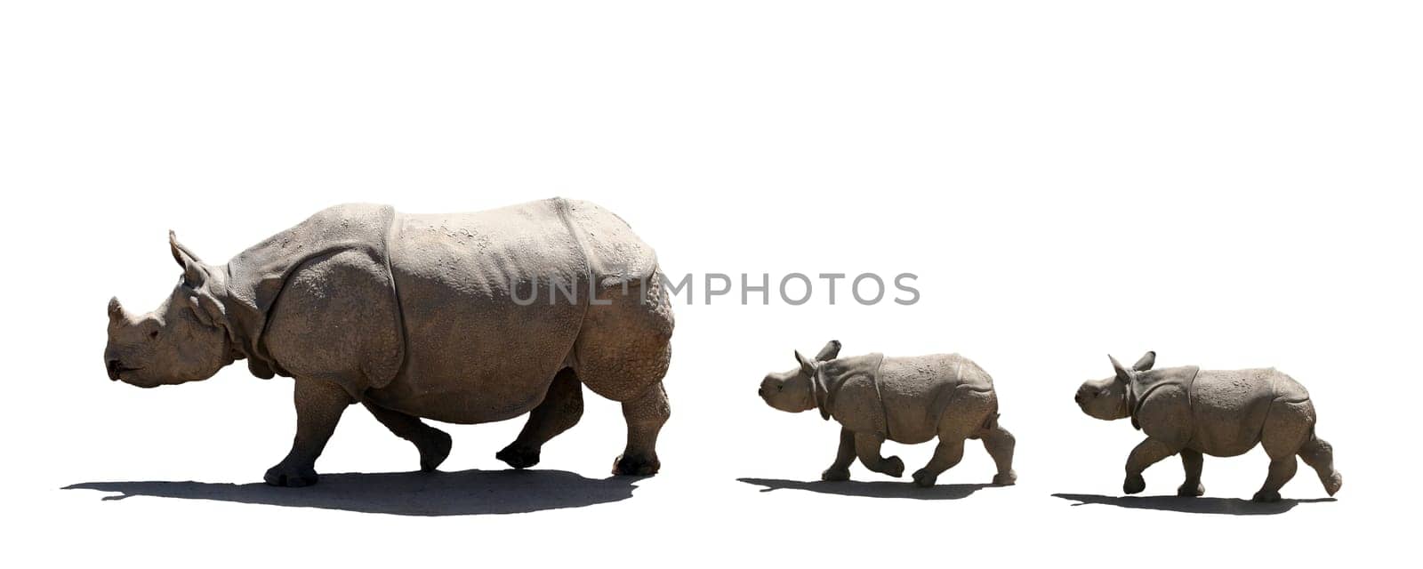 Mother and babies rhino