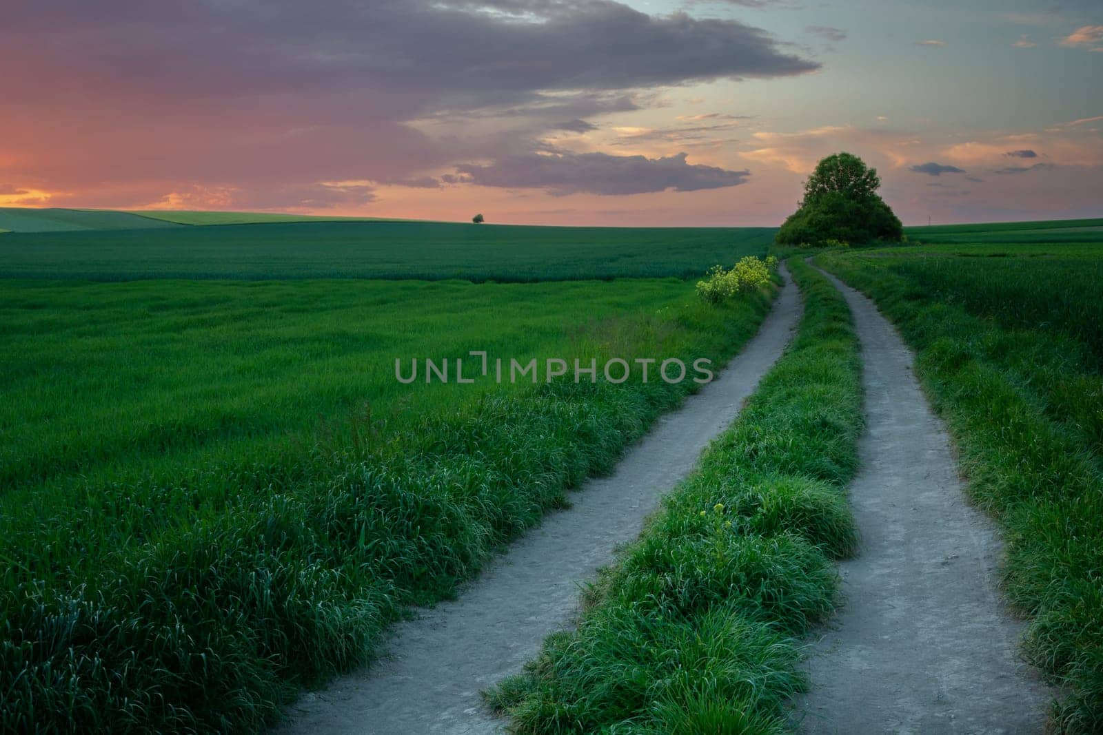 Dirt road through a green field and sunset, spring evening