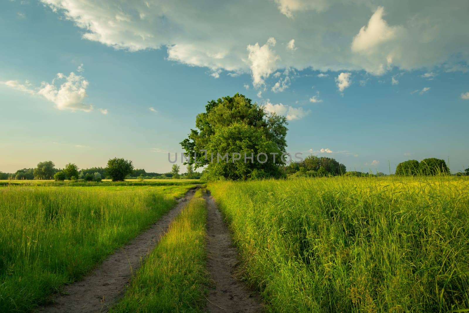 Dirt road through green meadows and clear sky, spring day