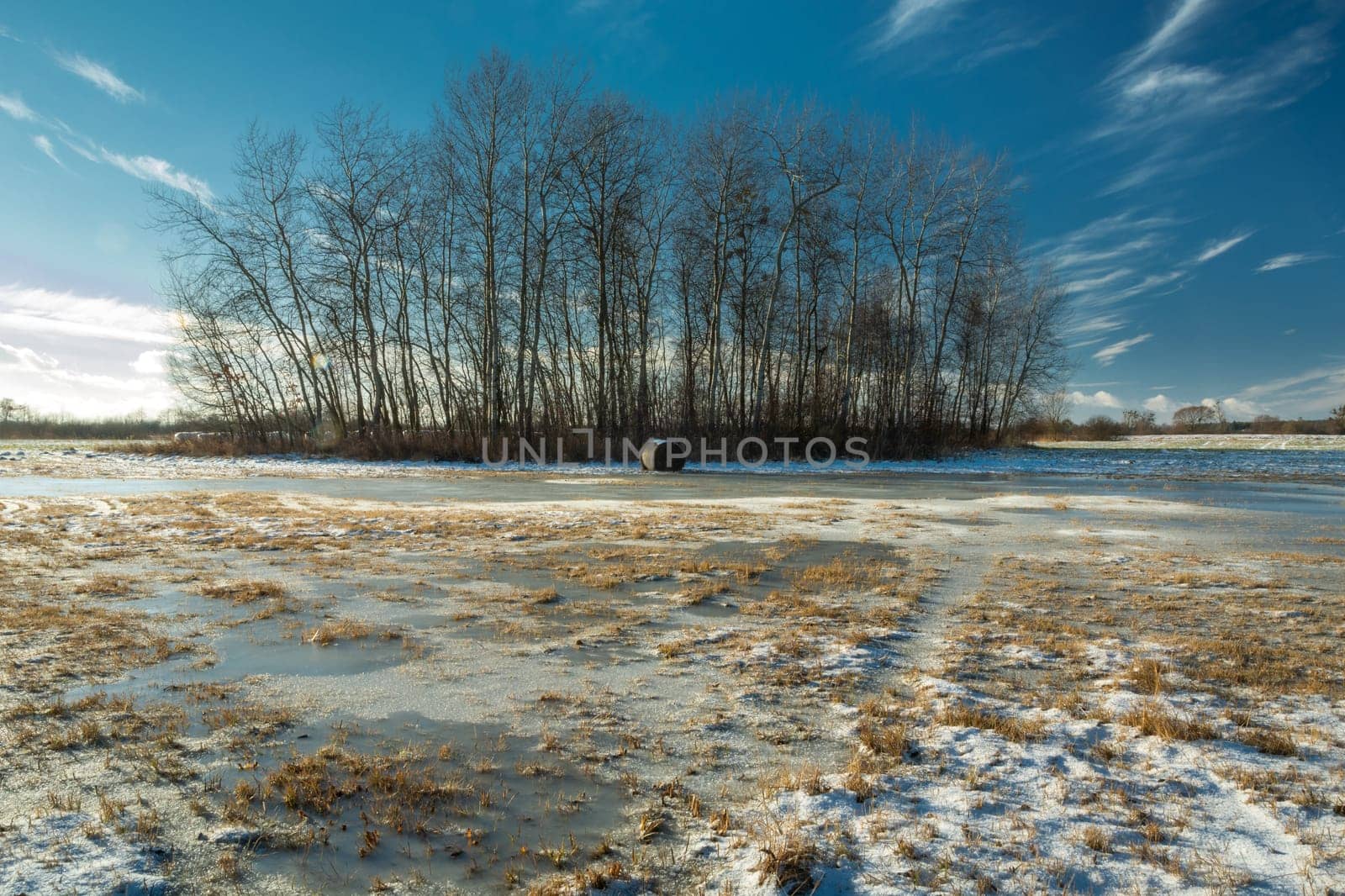 Snow and ice on the meadow and a group of trees, winter day