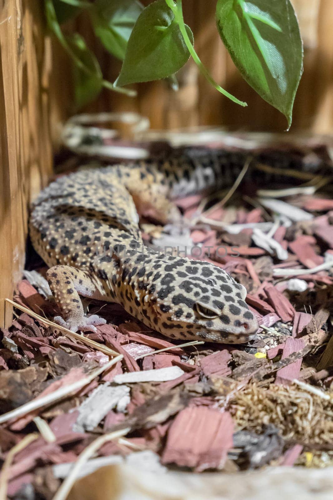 Leopard gecko lizard, eublepharis macularius. Closeup.