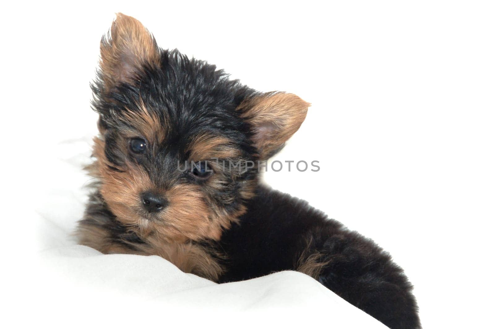Yorkshire Terrier puppy sitting against white background