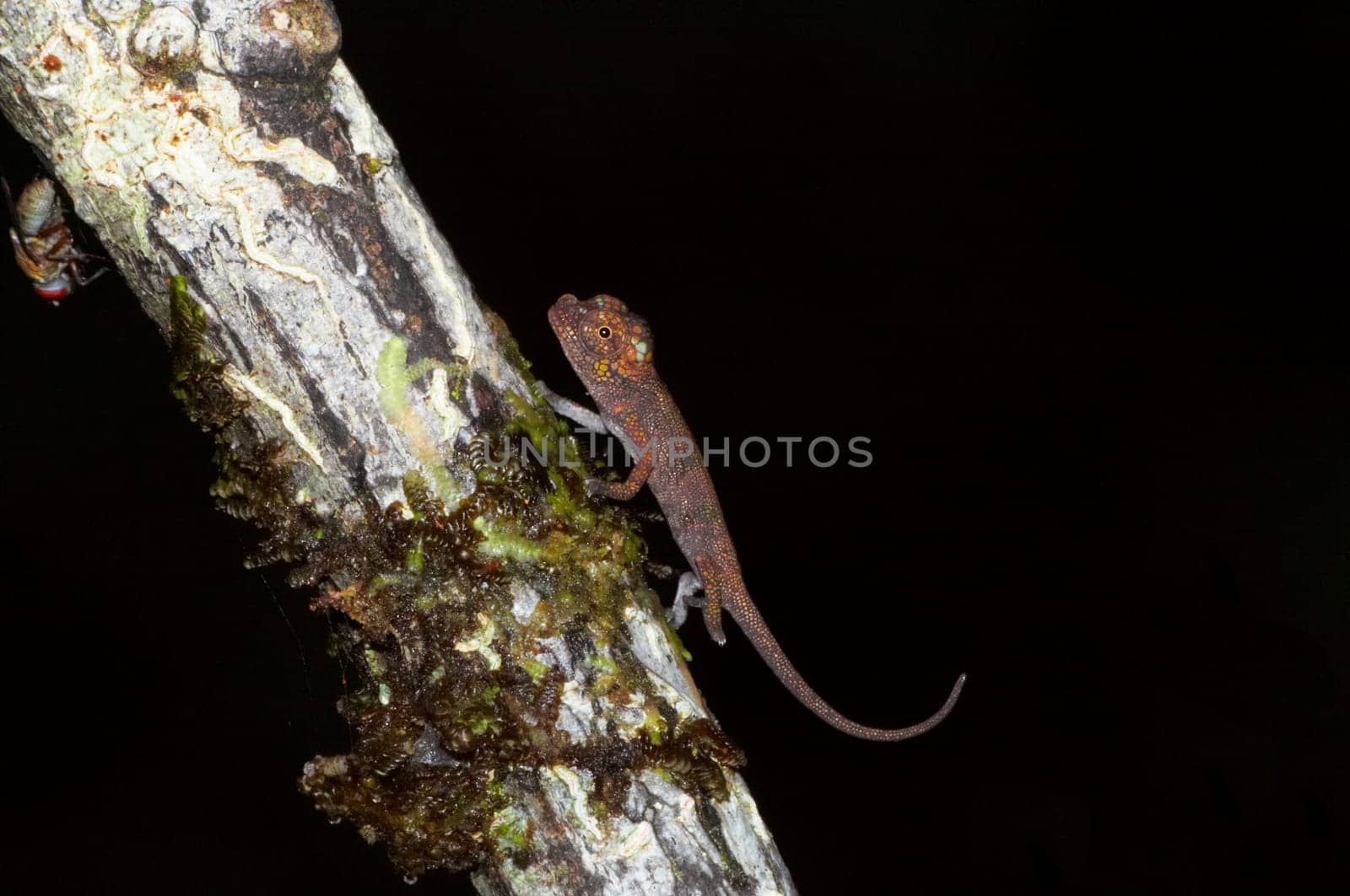 Wild baby chameleon, Madagascar