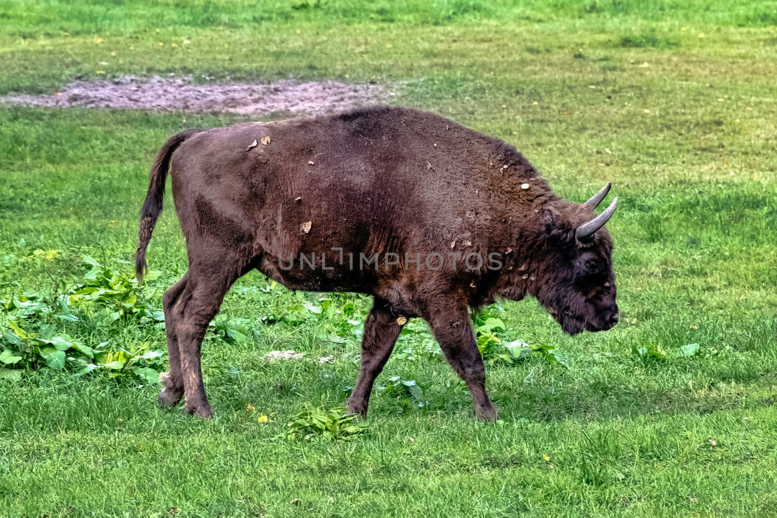 European wood bison (Bison bonasus), also known as the wisent, zubr or European buffalo in Bialowieza Forest, Poland