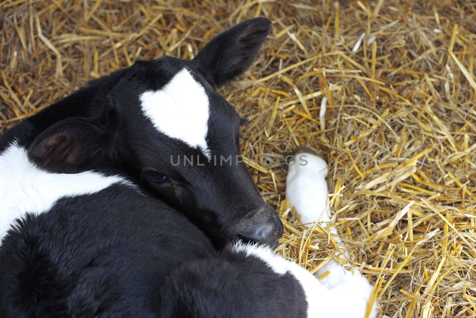 little black and white calf lying in stable